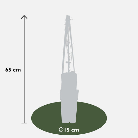 4x Clematis Nelly Moser – Blühender Kletterstar Ø15cm