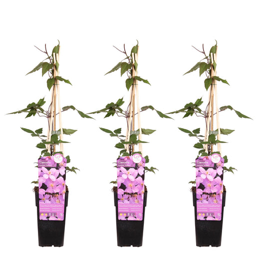 3x Clematis Montana 'var. rubens' – Duftende Kletterpflanze Ø15cm