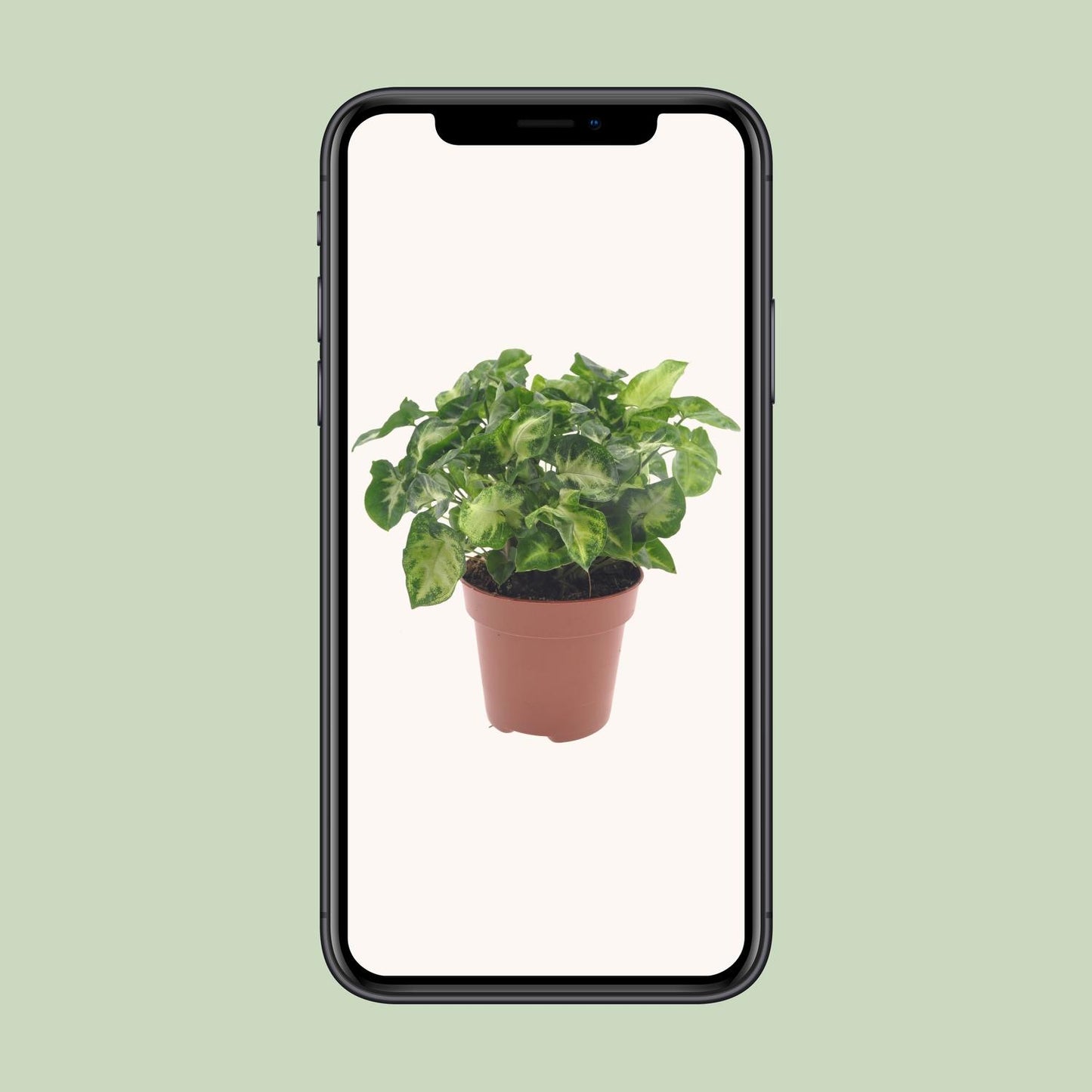Syngonium Pixie – pflegeleichte Zimmerpflanze Ø12cm