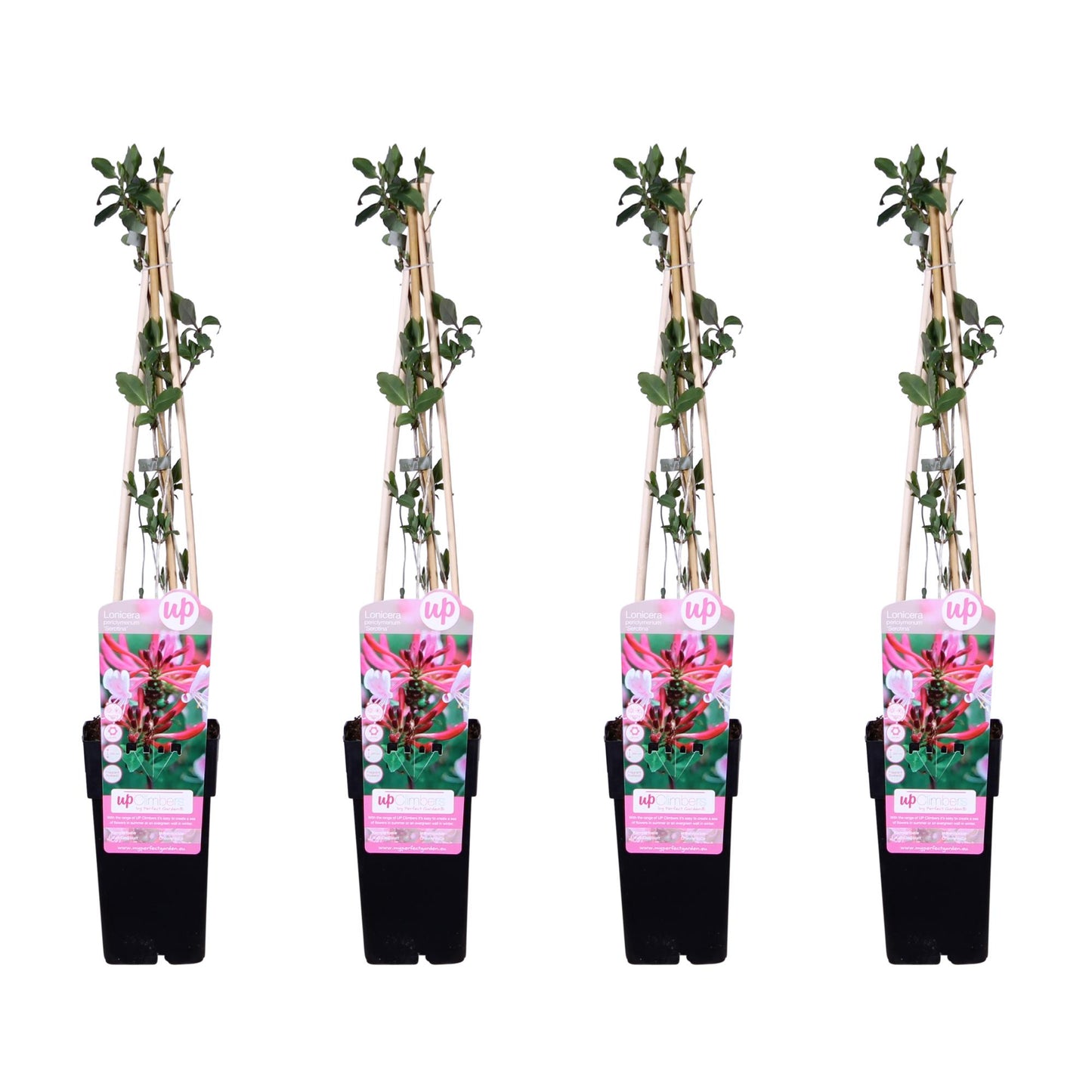 4x Lonicera periclymenum 'Serotina' – Duftendes Geißblatt Ø15cm