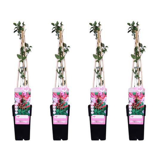 4x Lonicera periclymenum 'Serotina' – Duftendes Geißblatt Ø15cm