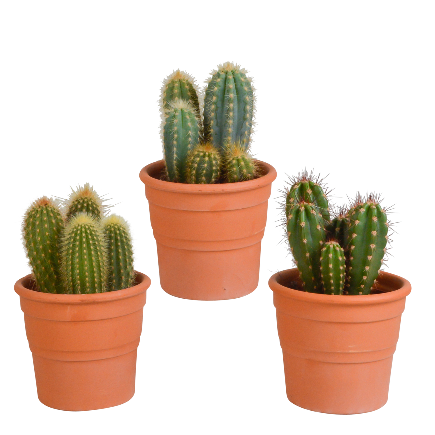 Cereus-Mischung 3er Set im Terrakottatopf 10,5 cm