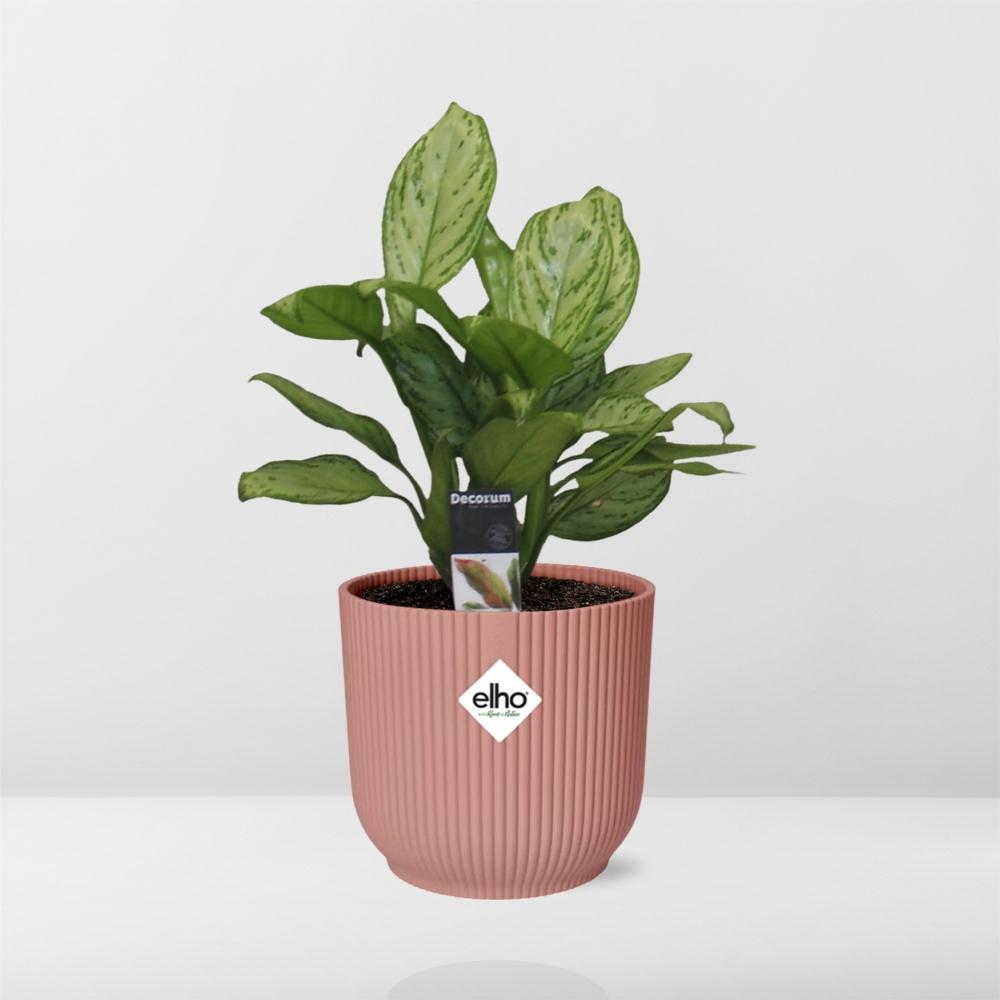 Aglaonema Christina in ELHO Vibes Fold 14cm rosa