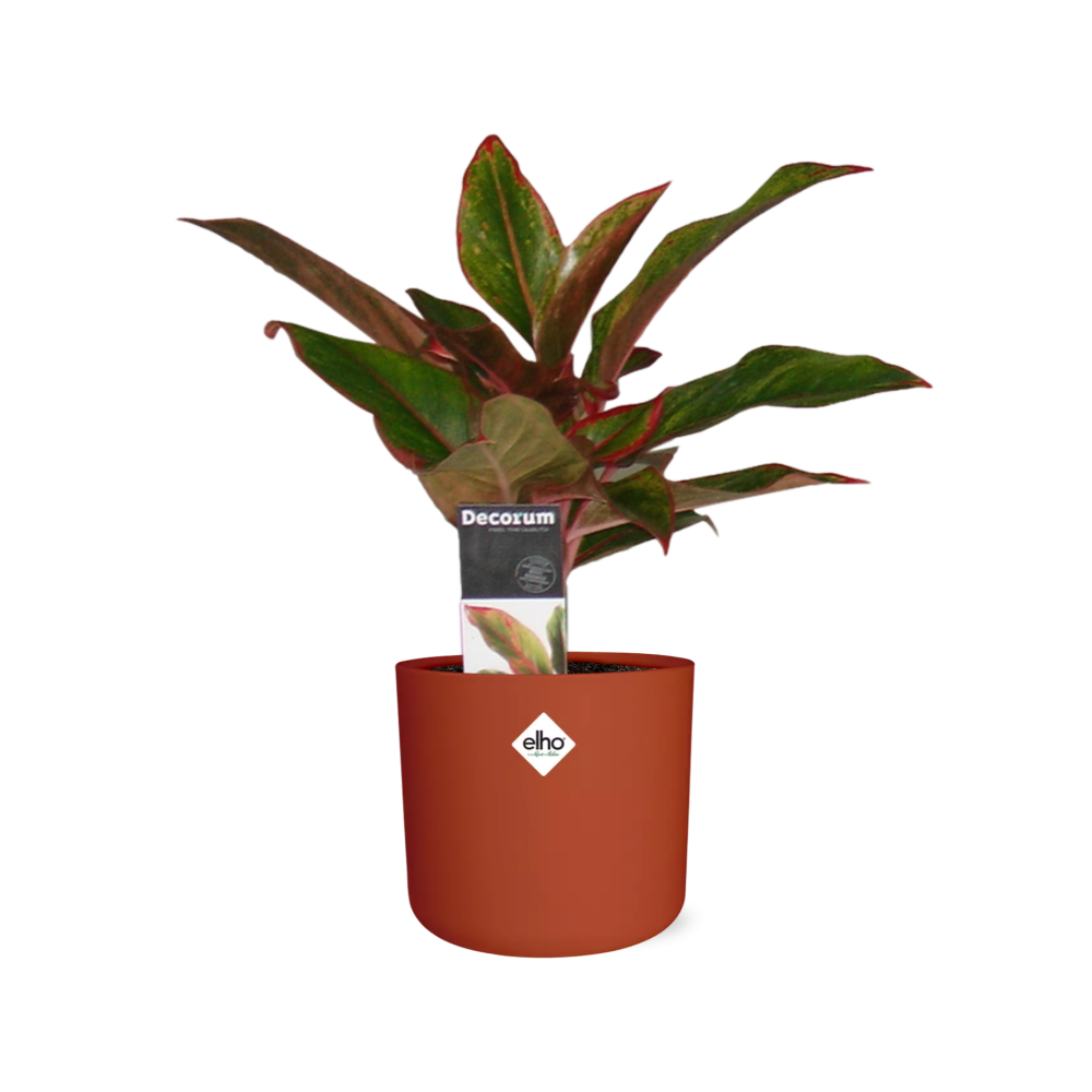 Aglaonema Crete – Pflegeleichte Zimmerpflanze im ELHO Topf