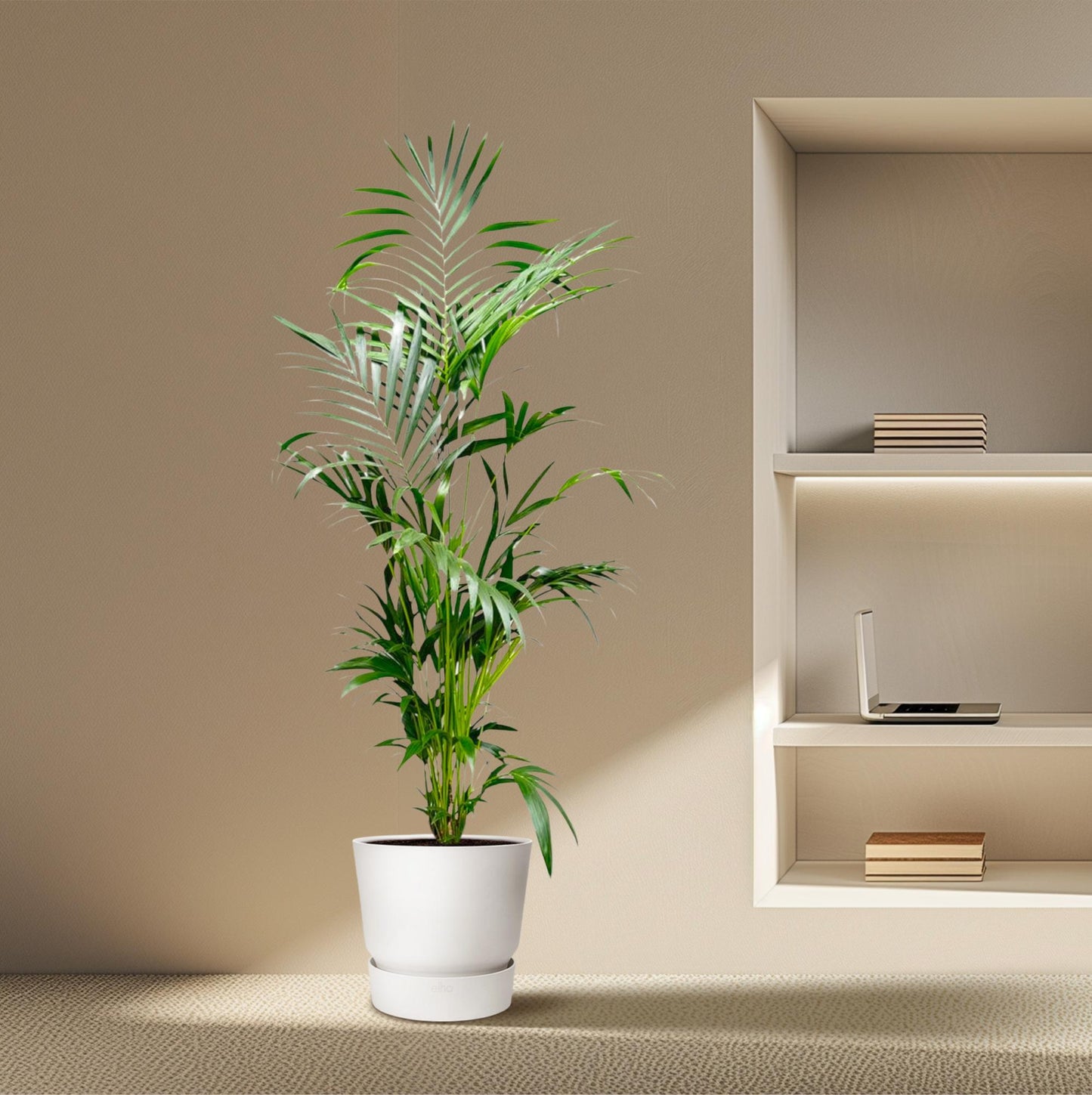Kentia-Palme – Elegante pflegeleichte Zimmerpflanze 200 cm