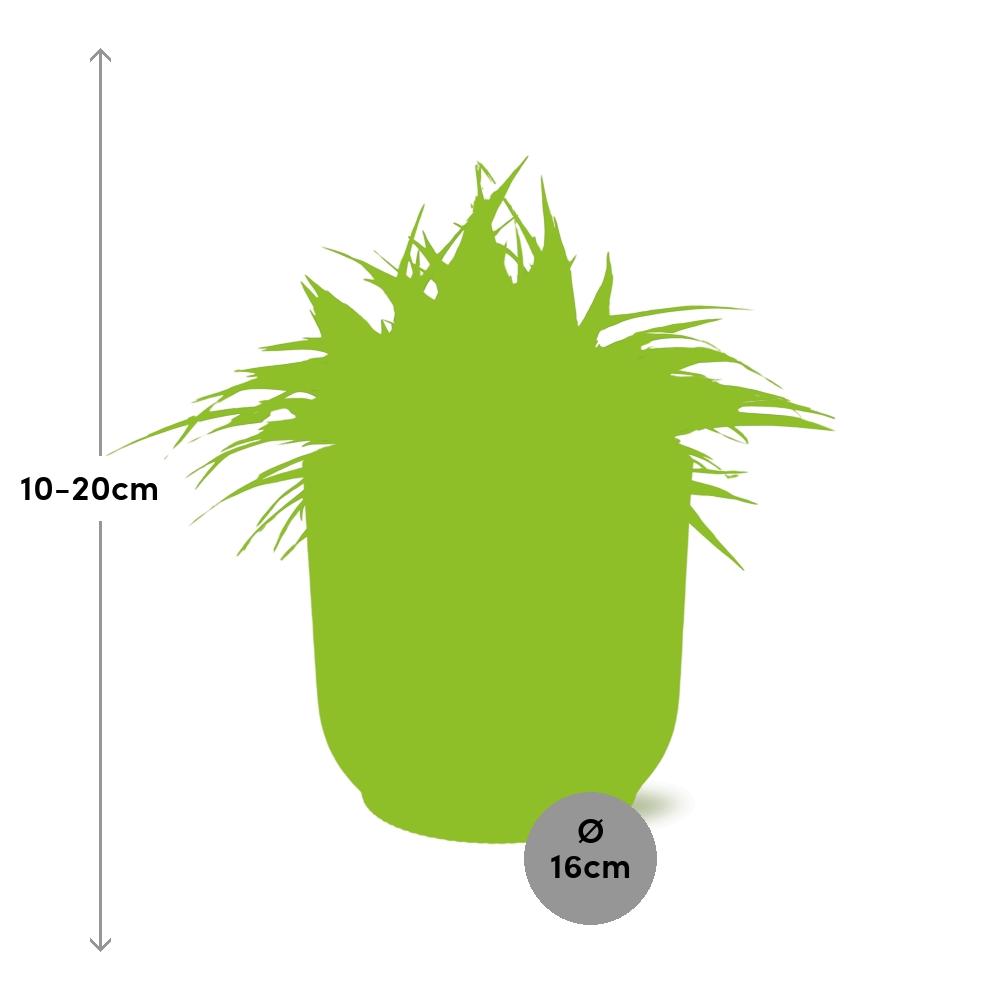 Chlorophytum Ocean 15cm in ELHO Vibes Fold Gelb