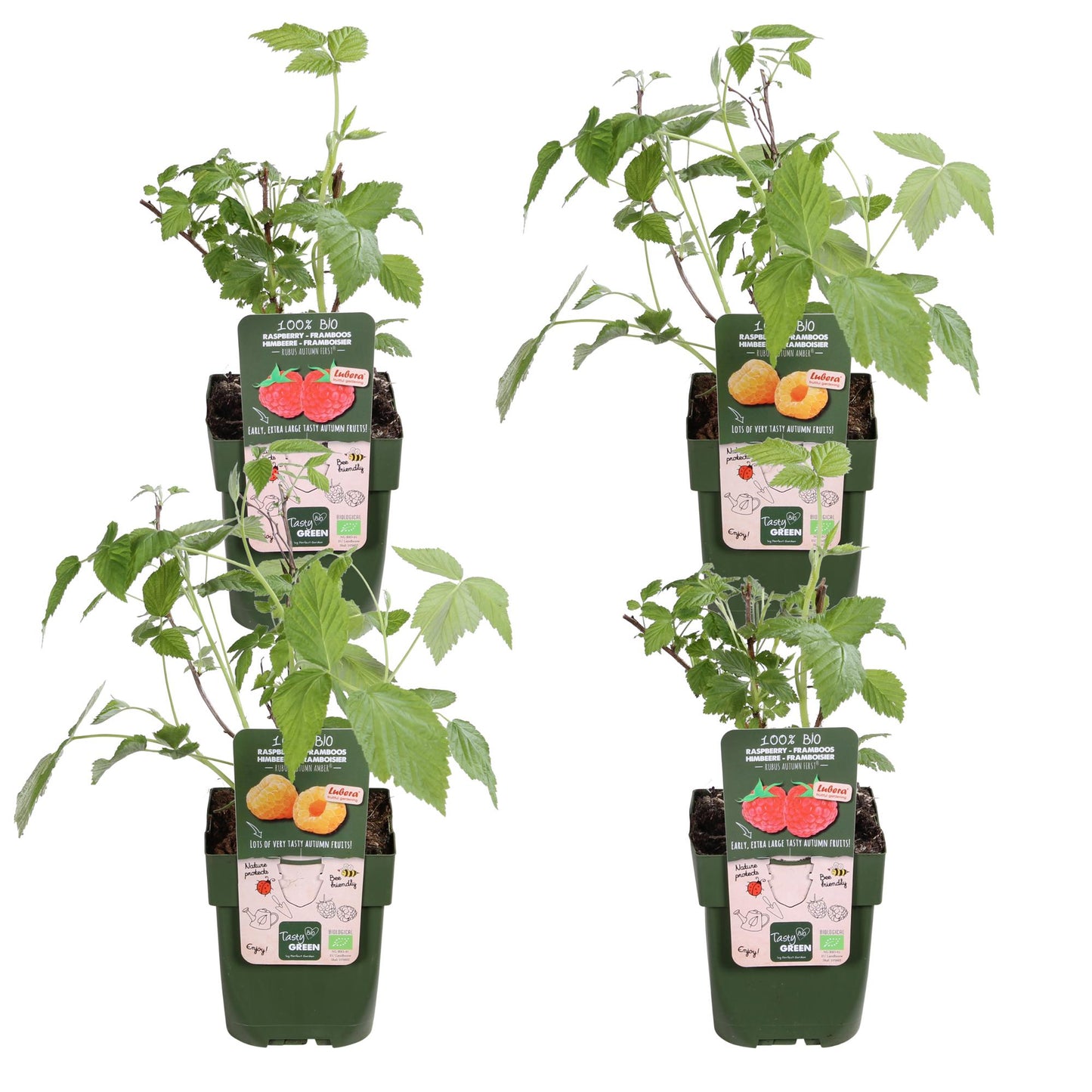 4er-Set Rubus 'Autumn' – Robuste Herbst-Hecke Ø13cm