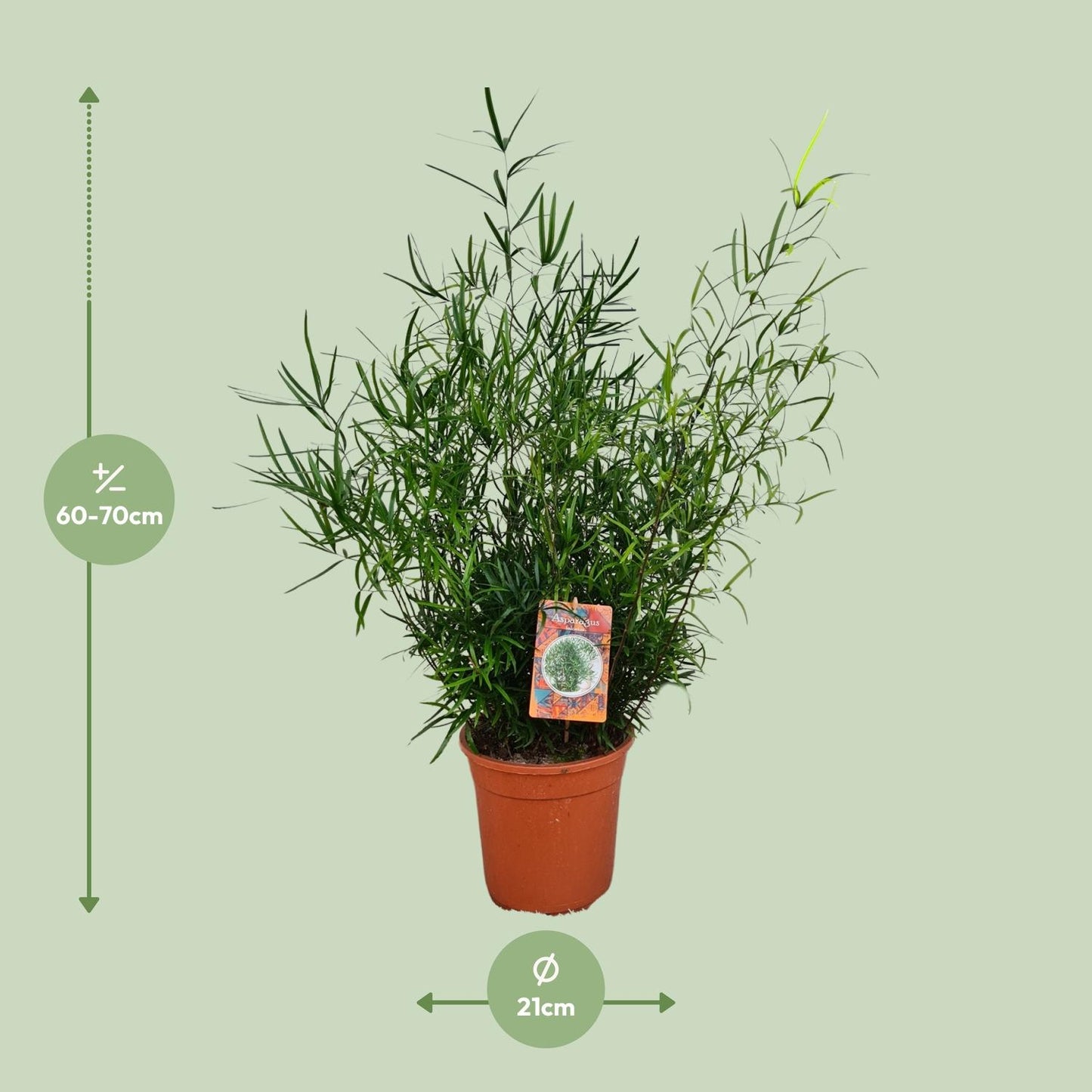 Spargelfarn Falcatus – Pflegeleichte Zimmerpflanze Ø21cm