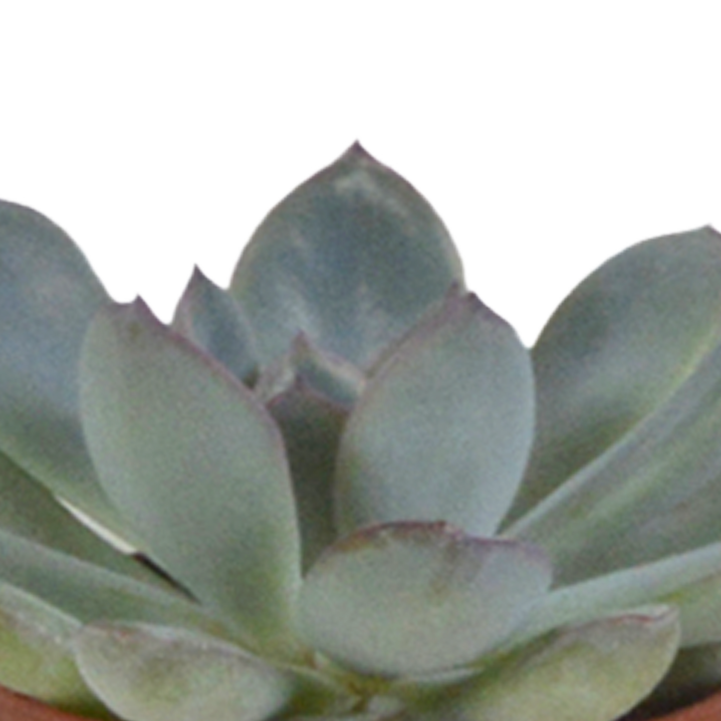 Vetplanten-Sukkulenten-Mischung im weißen Topf 5x 5,5 cm