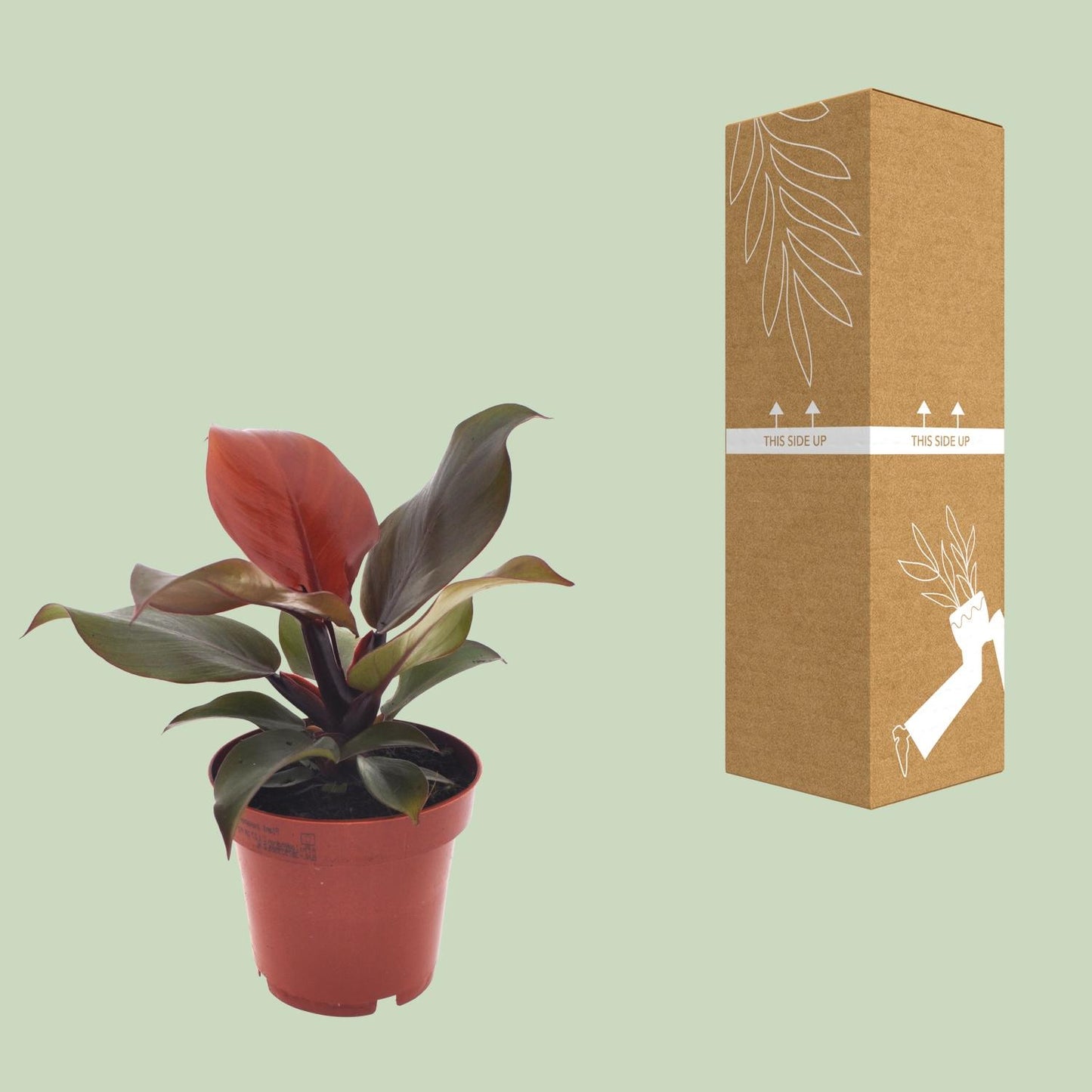 Philodendron Imperial Red – Exotische Zimmerpflanze Ø12cm