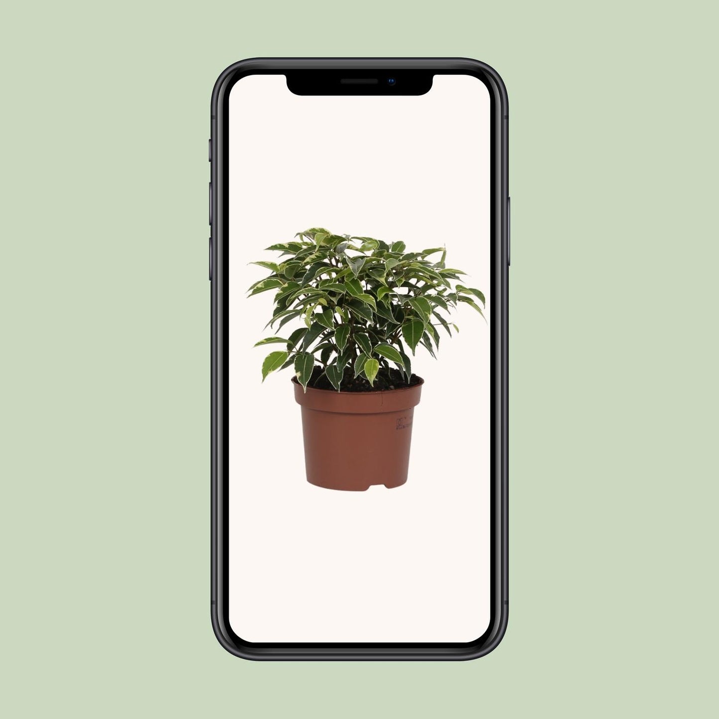 Ficus Benjamina Kinky – Pflegeleichte Zimmerpflanze Ø12cm