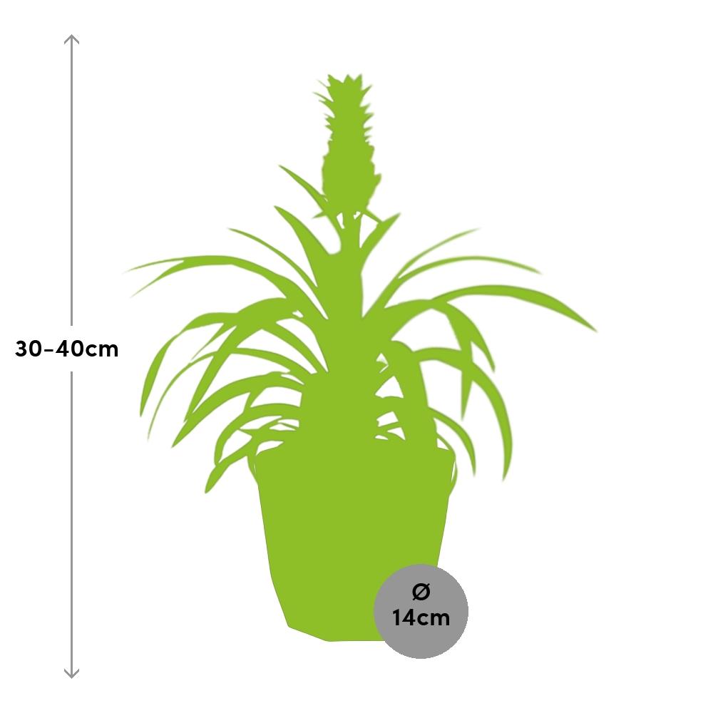 Ananas Mi Amigo – Exotische Zimmerpflanze im 14cm Topf