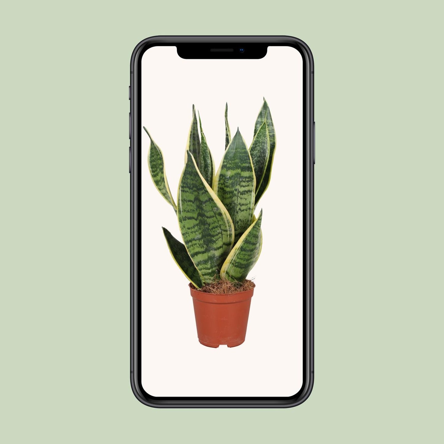 Sansevieria Trifasciata Futura Superba – Pflegeleichte Zimmerpflanze Ø12cm