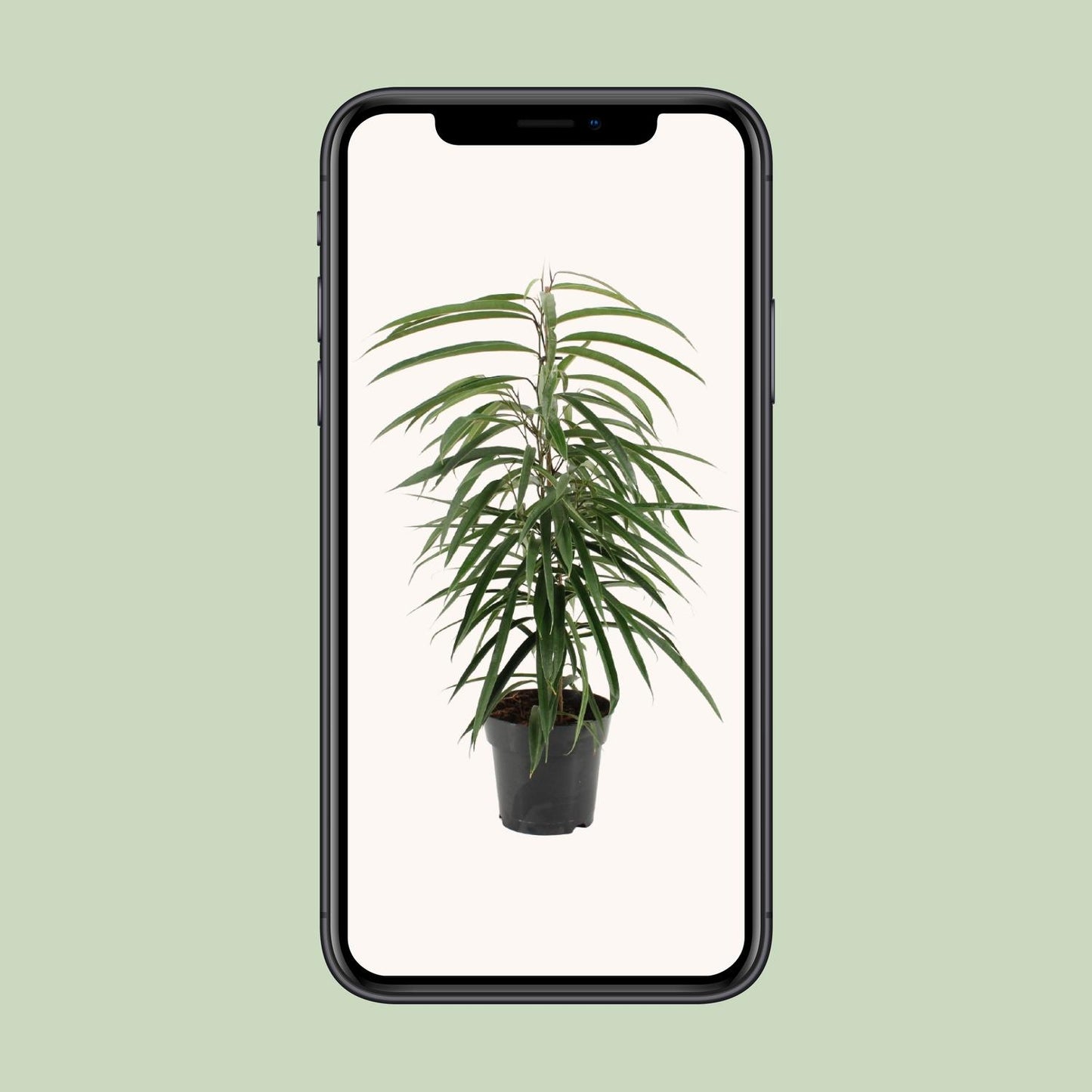 Ficus binnendijkii Alii – Elegante, pflegeleichte Zimmerpflanze Ø17cm