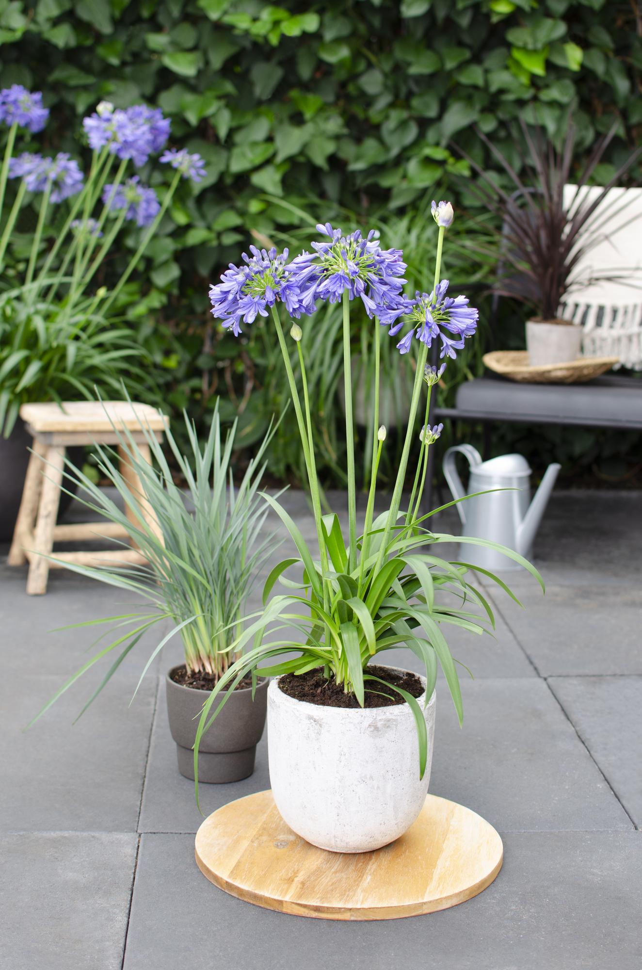 Agapanthus 'Ever Sapphire' – Tiefblaue Blüten, Ø19cm Topf