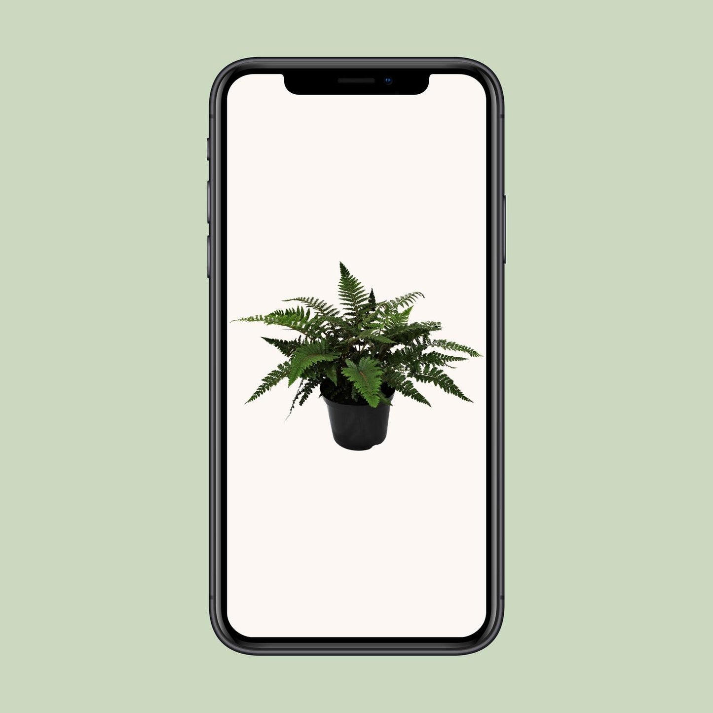 Polystichum Polyblepharum Jade – Stechender Wurmfarn Ø24cm