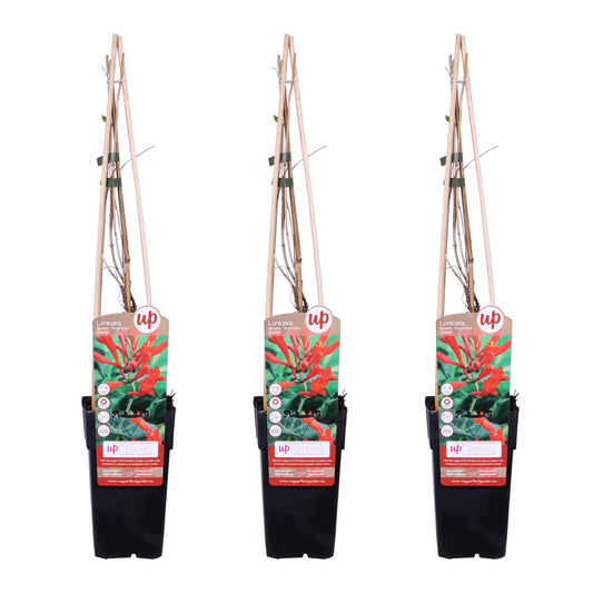 3x Lonicera brownii 'Dropmore Scarlet' – Roter Geißblatt, Ø15cm, 65cm hoch