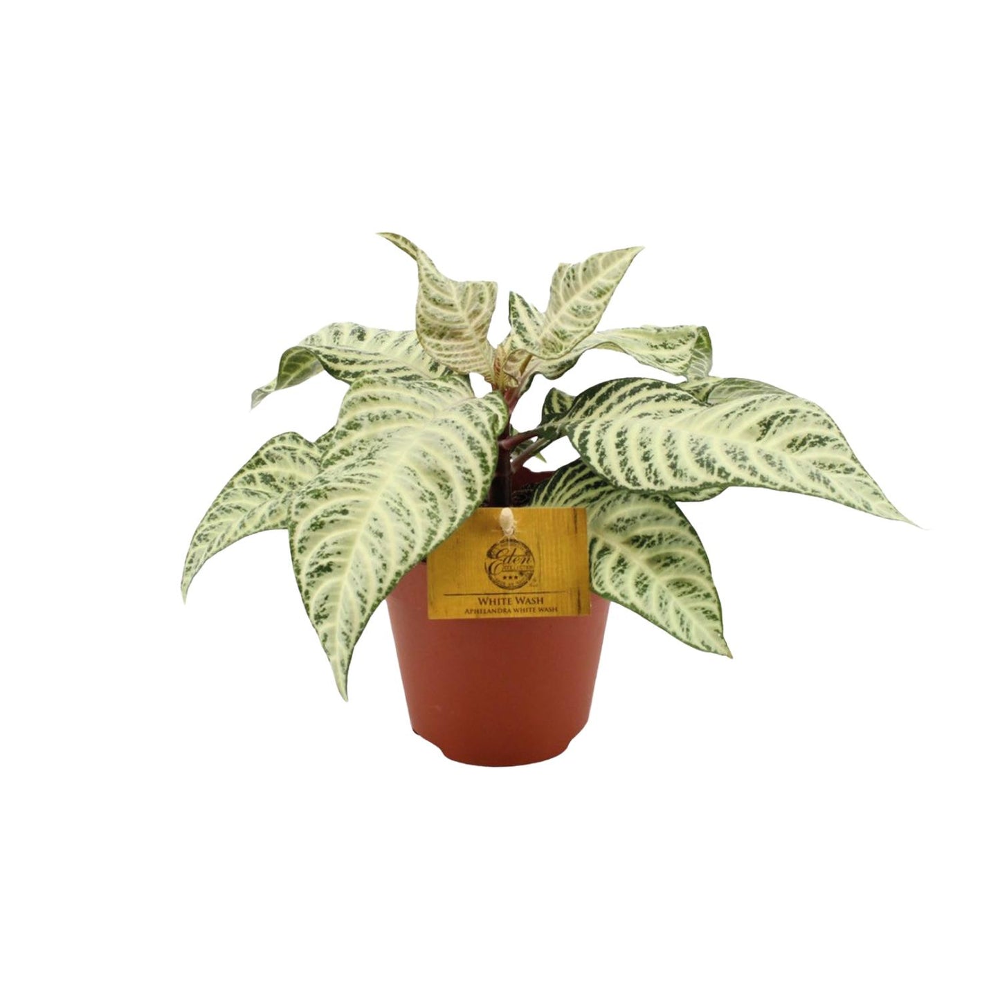 Aphelandra White Wash – Exotische Zebra Pflanze Ø25cm