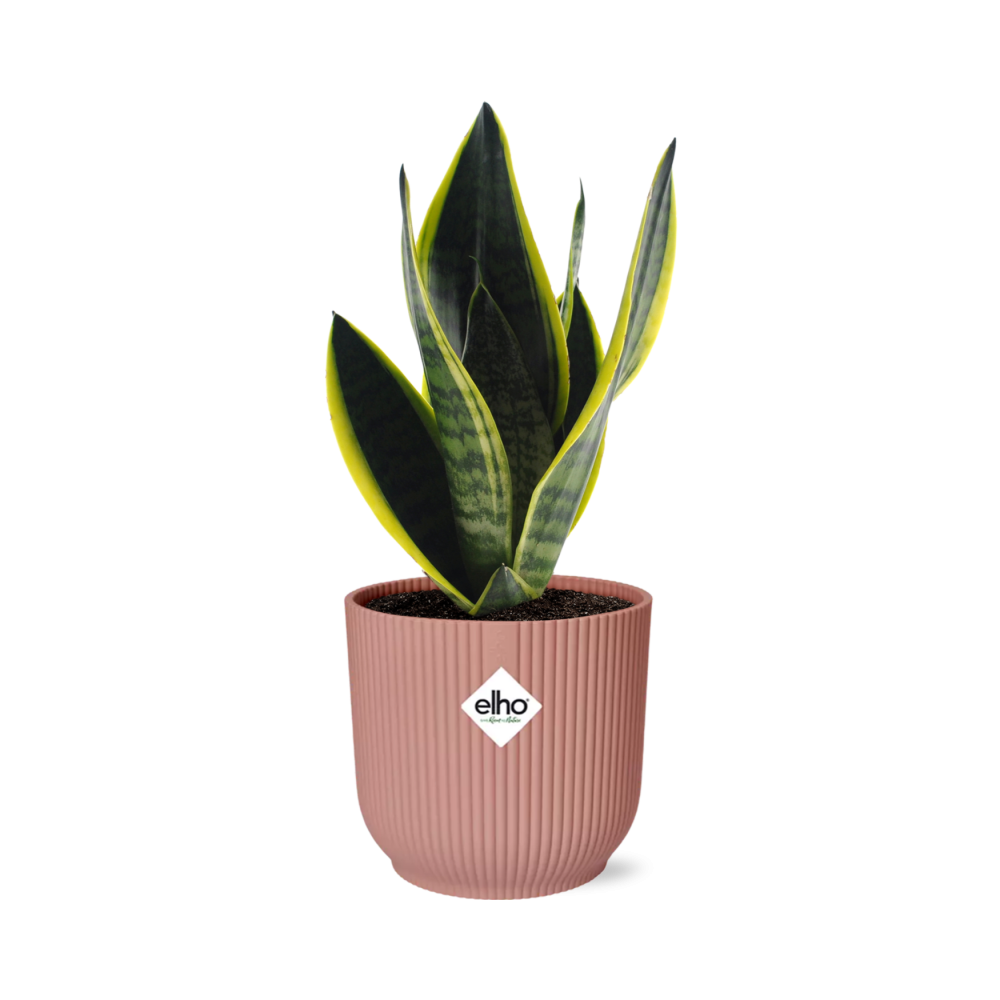 Sansevieria Futura Superba in ELHO Vibes Fold 14cm rosa