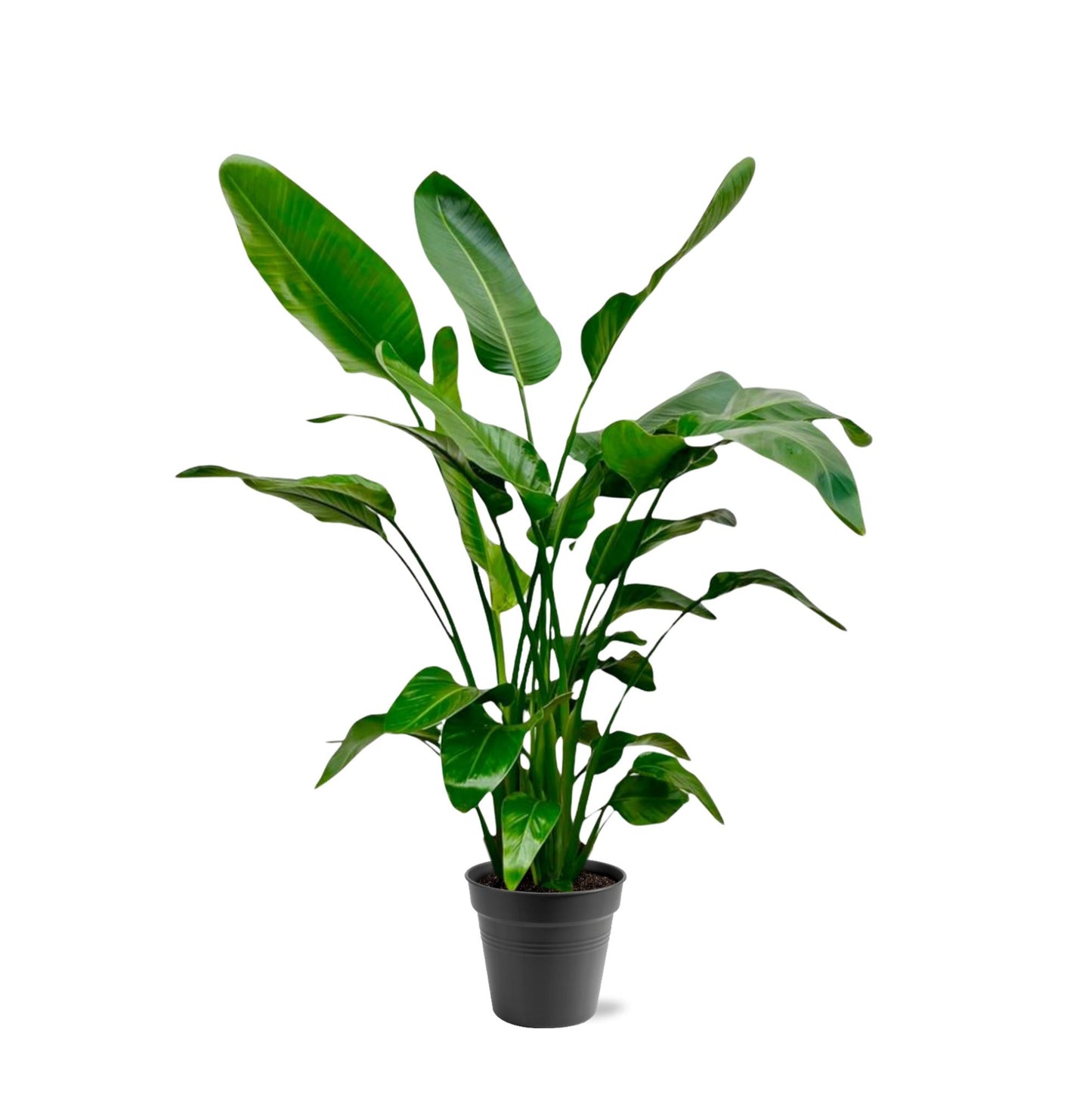 Strelitzia Nicolai – Tropische Zimmerpflanze 140-150 cm