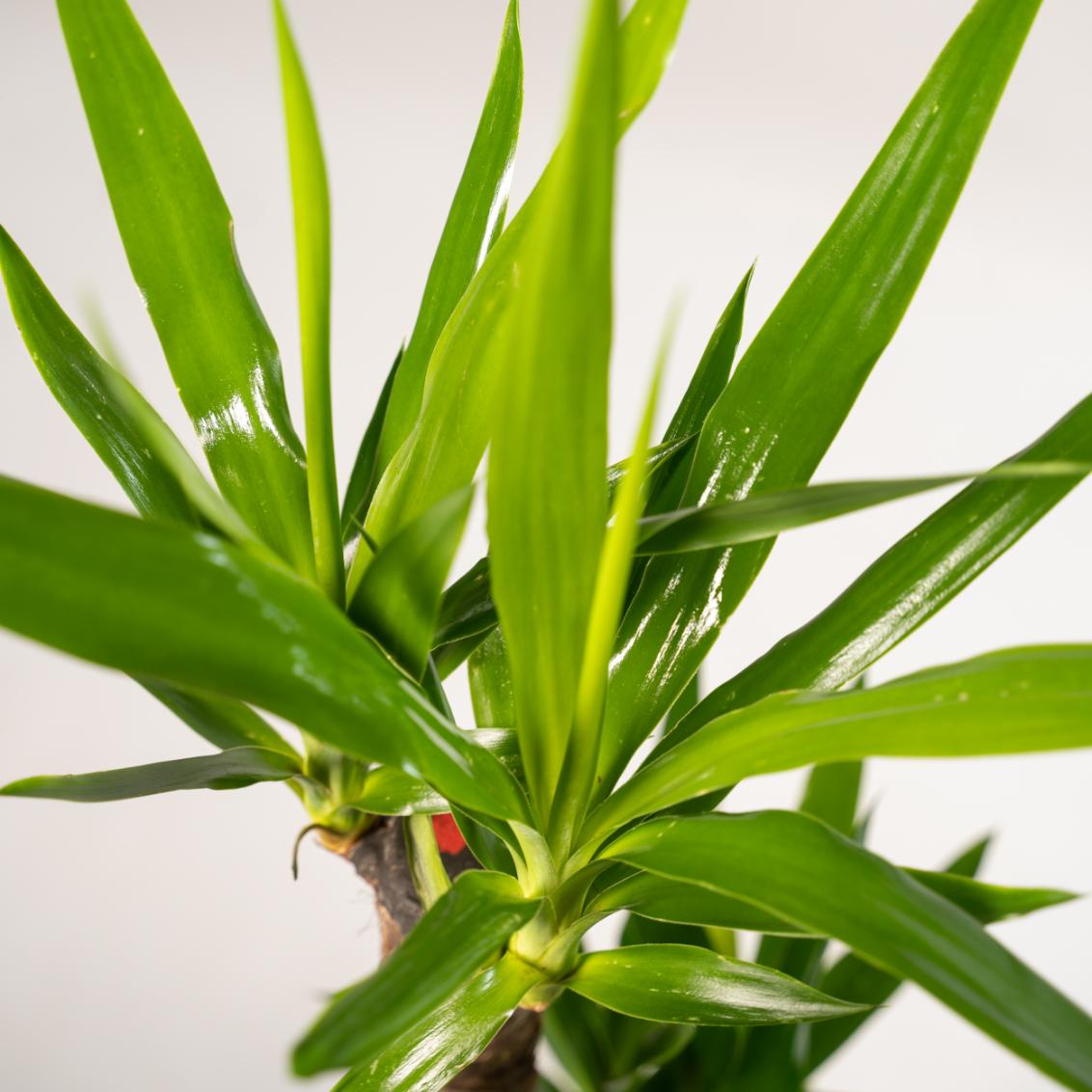 Yucca Palmlilie mit Topf – 100 cm, pflegeleicht & robust
