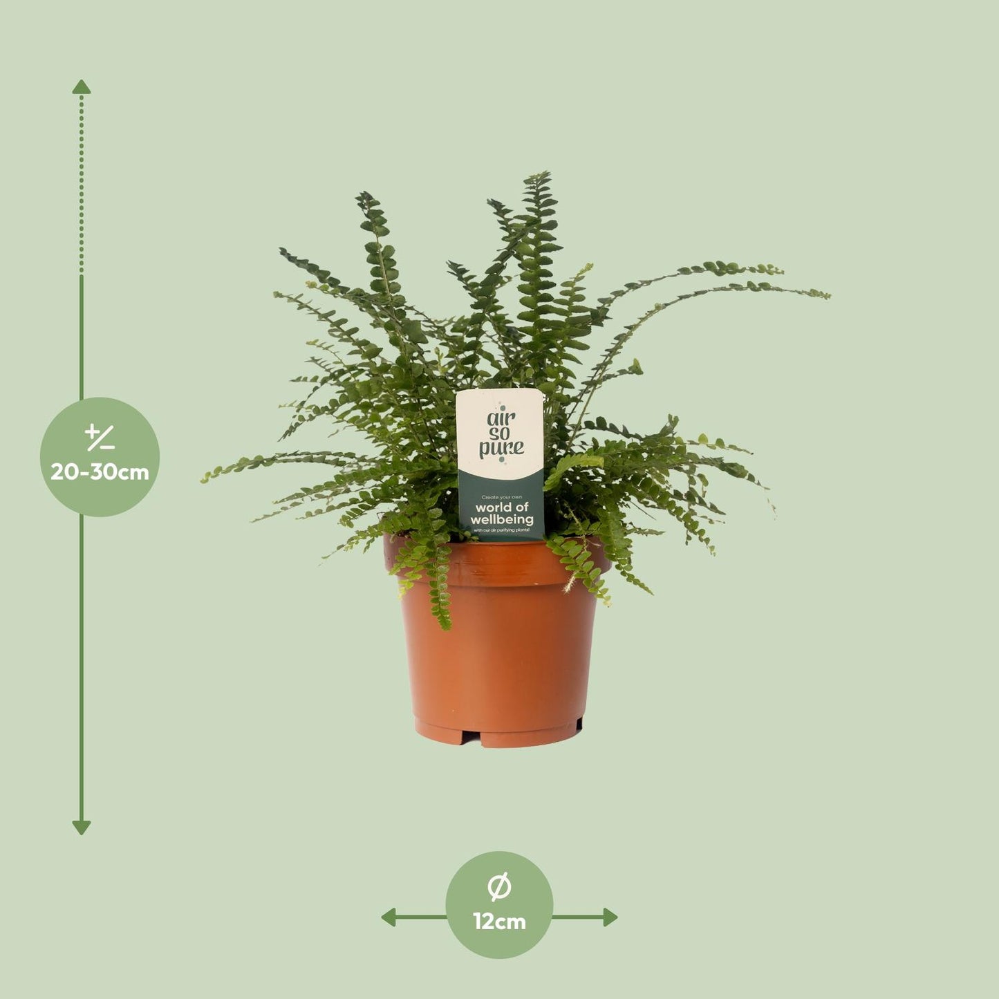 Nephrolepis Duffii – Pflegeleichter Boston-Farn Ø12cm