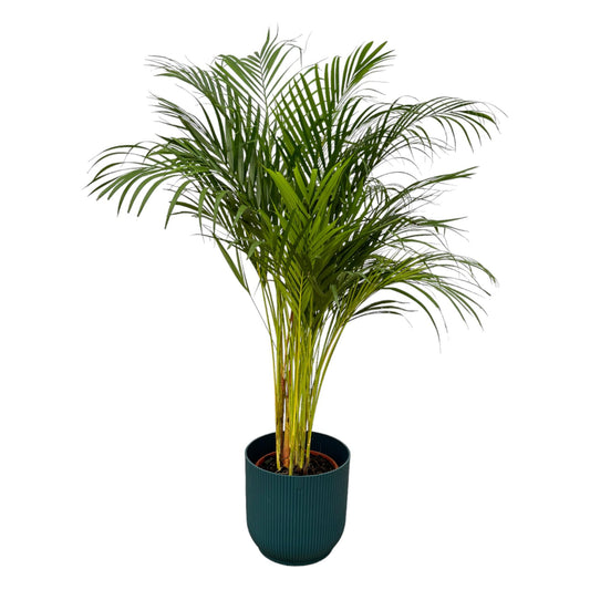 Areca-Palme 130 cm im blauen elho Vibes Fold Round Topf