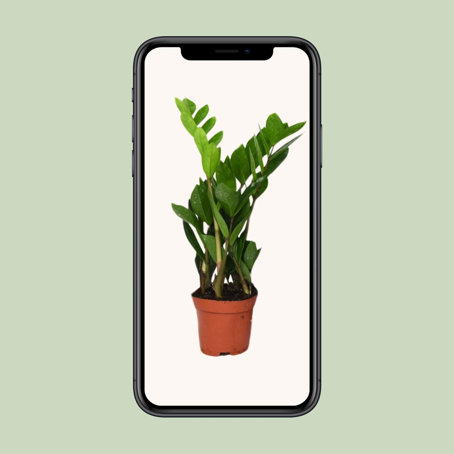 Zamioculcas Zamiifolia Ø12cm – Pflegeleichte Zimmerpflanze