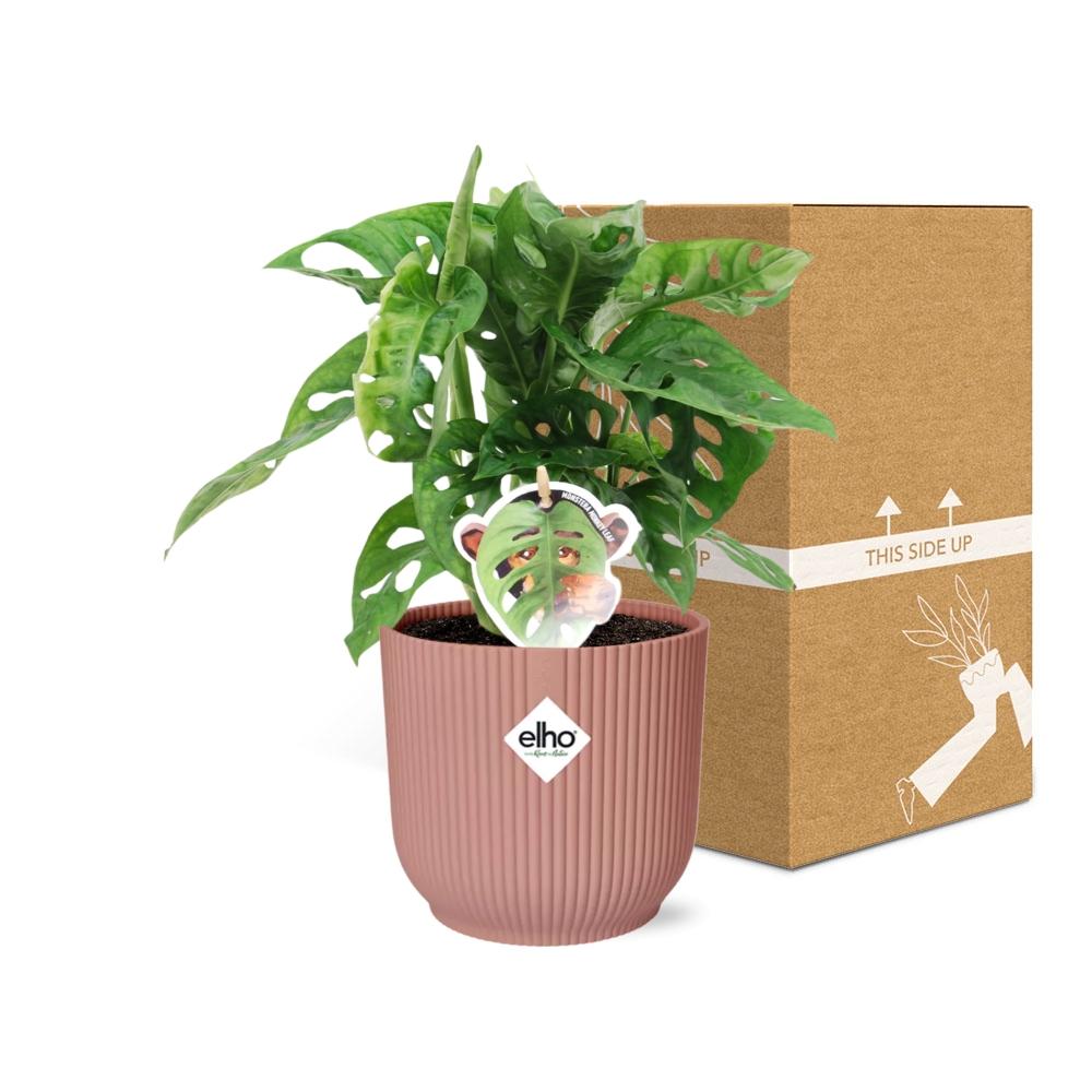 Monstera ‘Monkey Leaf’ in ELHO Vibes Fold 14cm Rosa