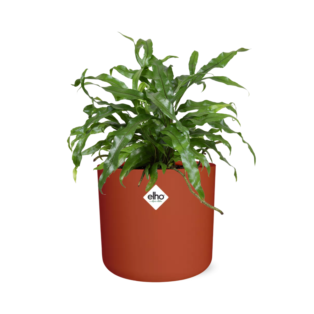 Microsorum Diversifolium – Kängurufarn im ELHO b.for soft Rond 14cm