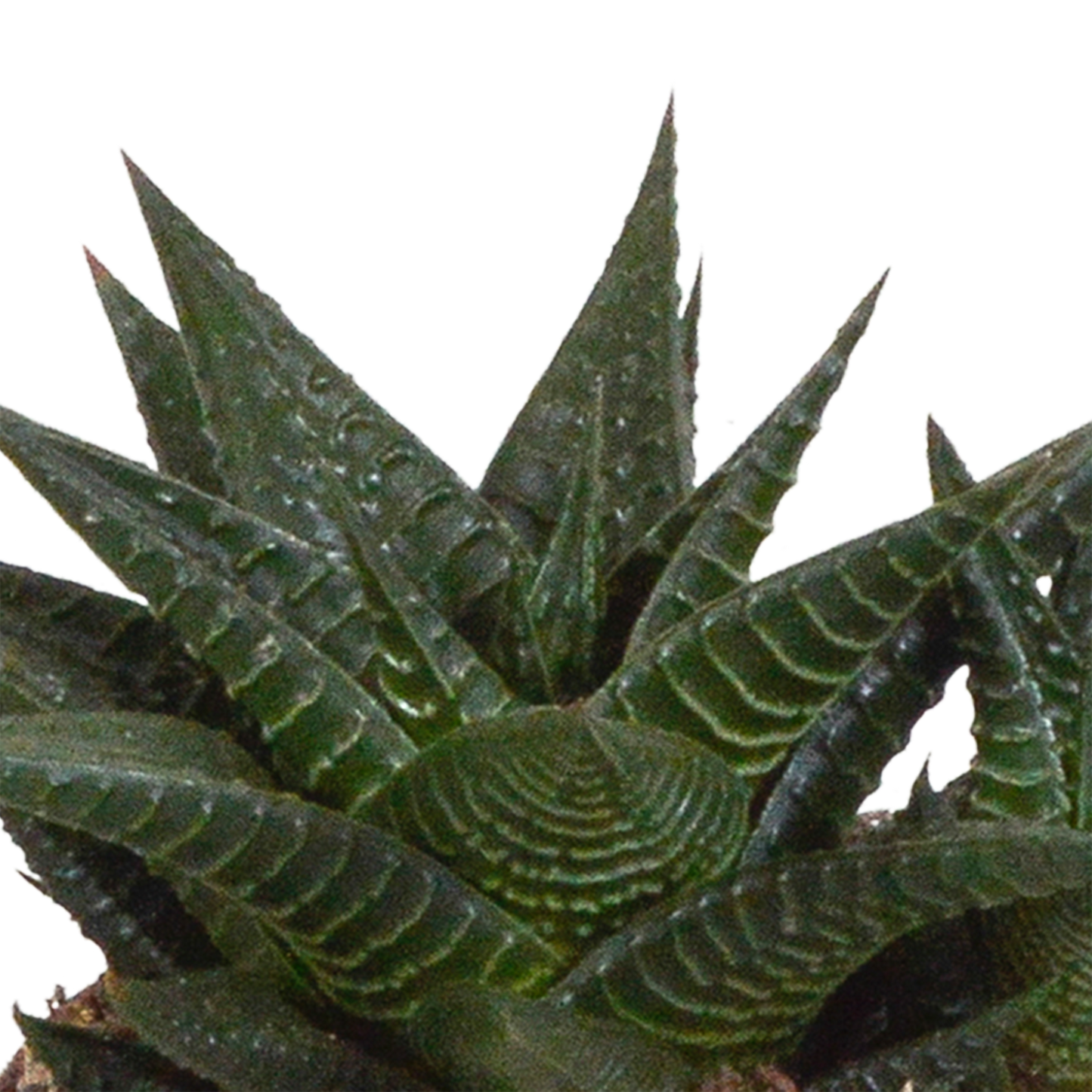 Gasteria & Haworthia Sukkulenten-Mix 3er im weißen Topf