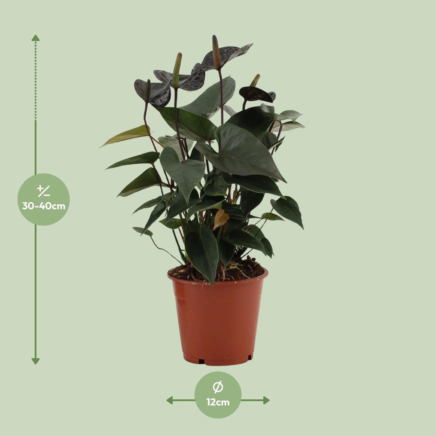 Anthurium Black Love – Pflegeleichte Zimmerpflanze Ø12cm