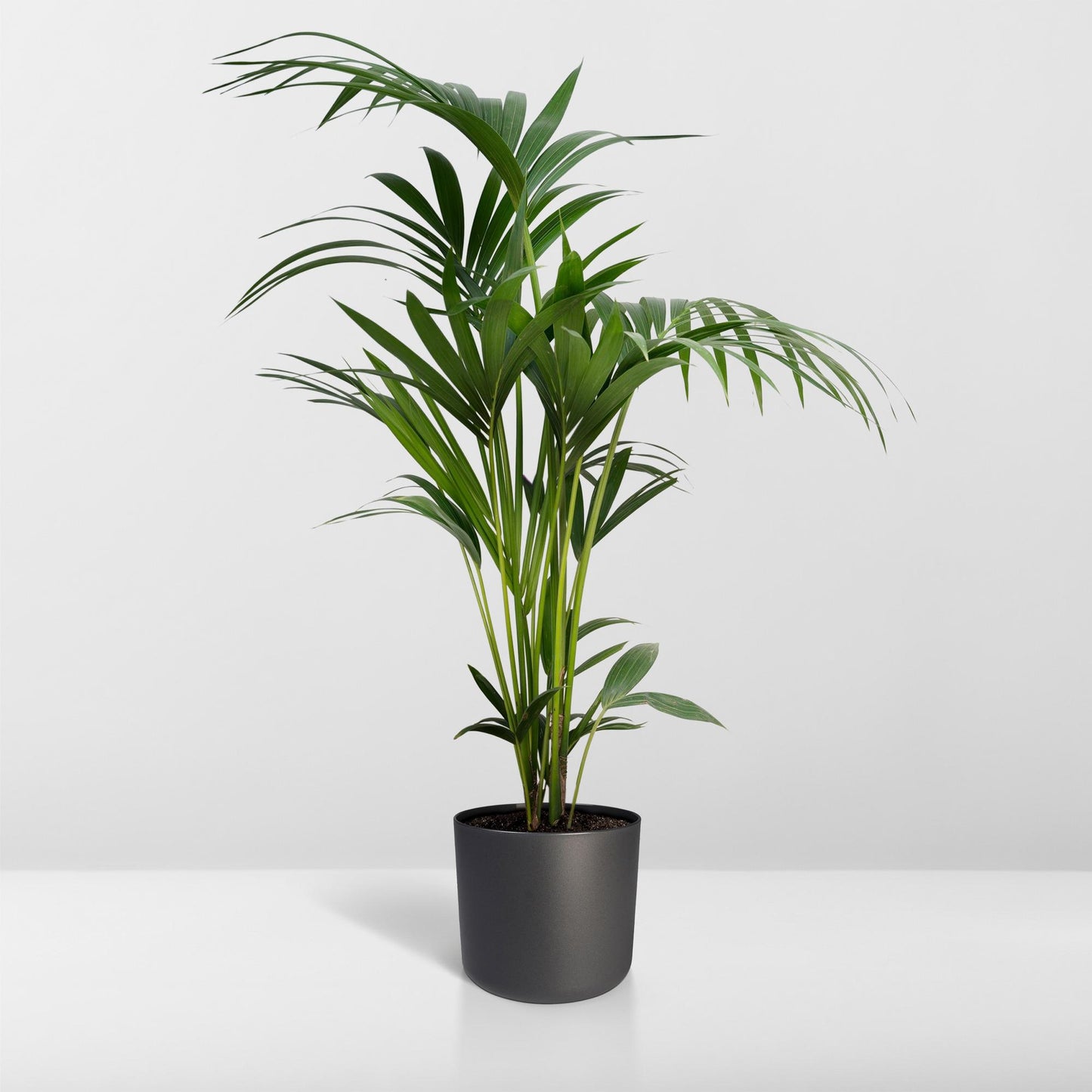 Kentia-Palme (Howea forsteriana) Ø21cm, Höhe ca. 120cm
