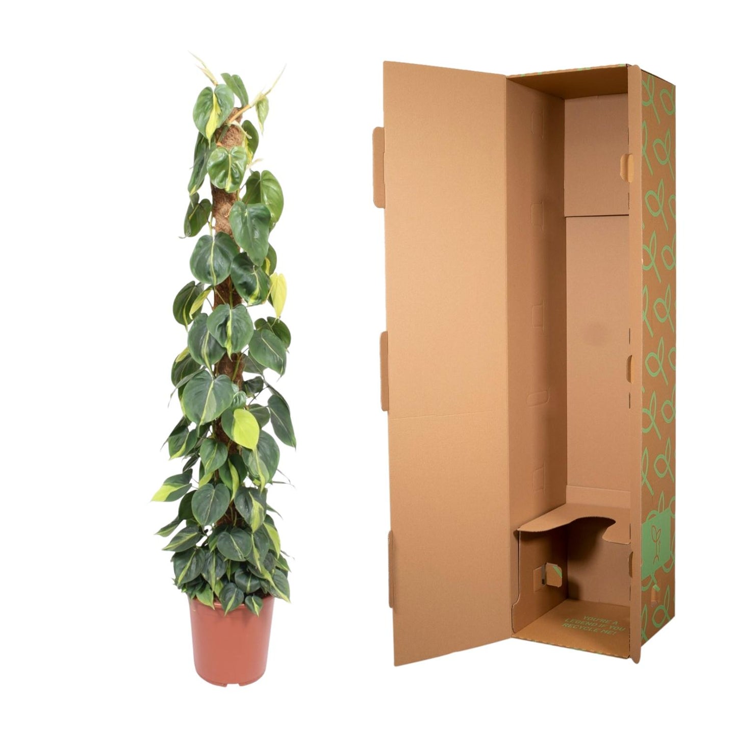 Philodendron Scandens Brasil – 150 cm, Ø 27 cm, pflegeleicht