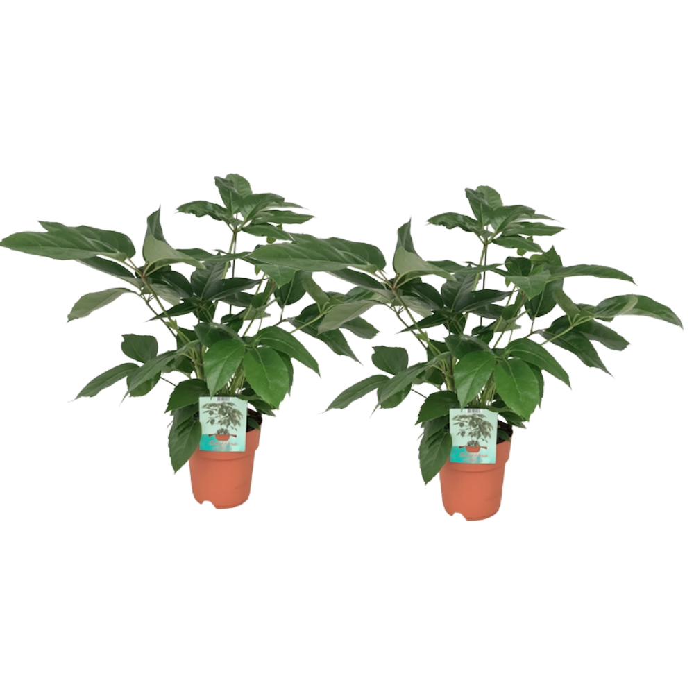 Schefflera Actinophylla Zimmerpflanze – 2er Set Ø19cm, ca. 75cm hoch