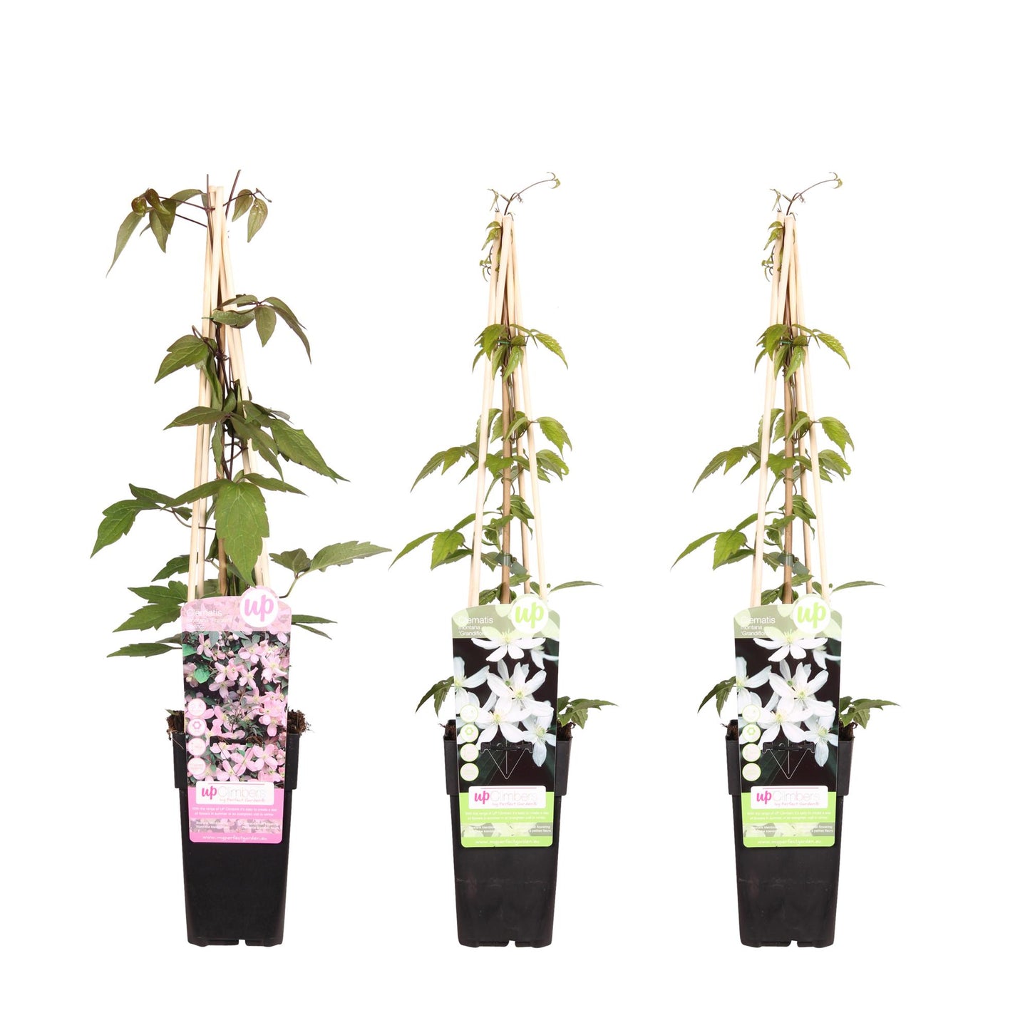 3x Clematis Montana – Pflegeleichte Blühpflanze Ø15cm