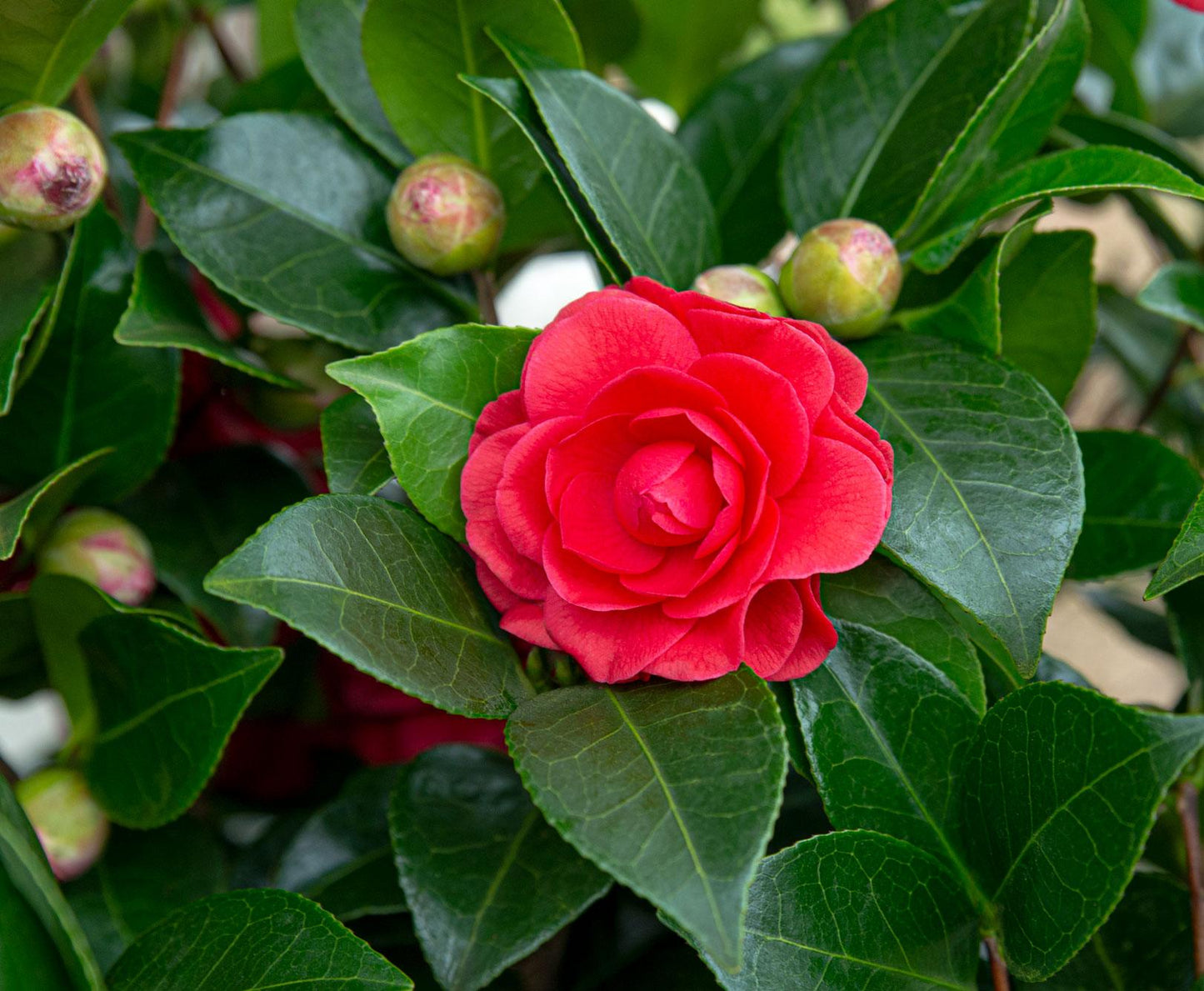 Camellia japonica 'Black Lace' – Immergrüner Strauch Ø19cm