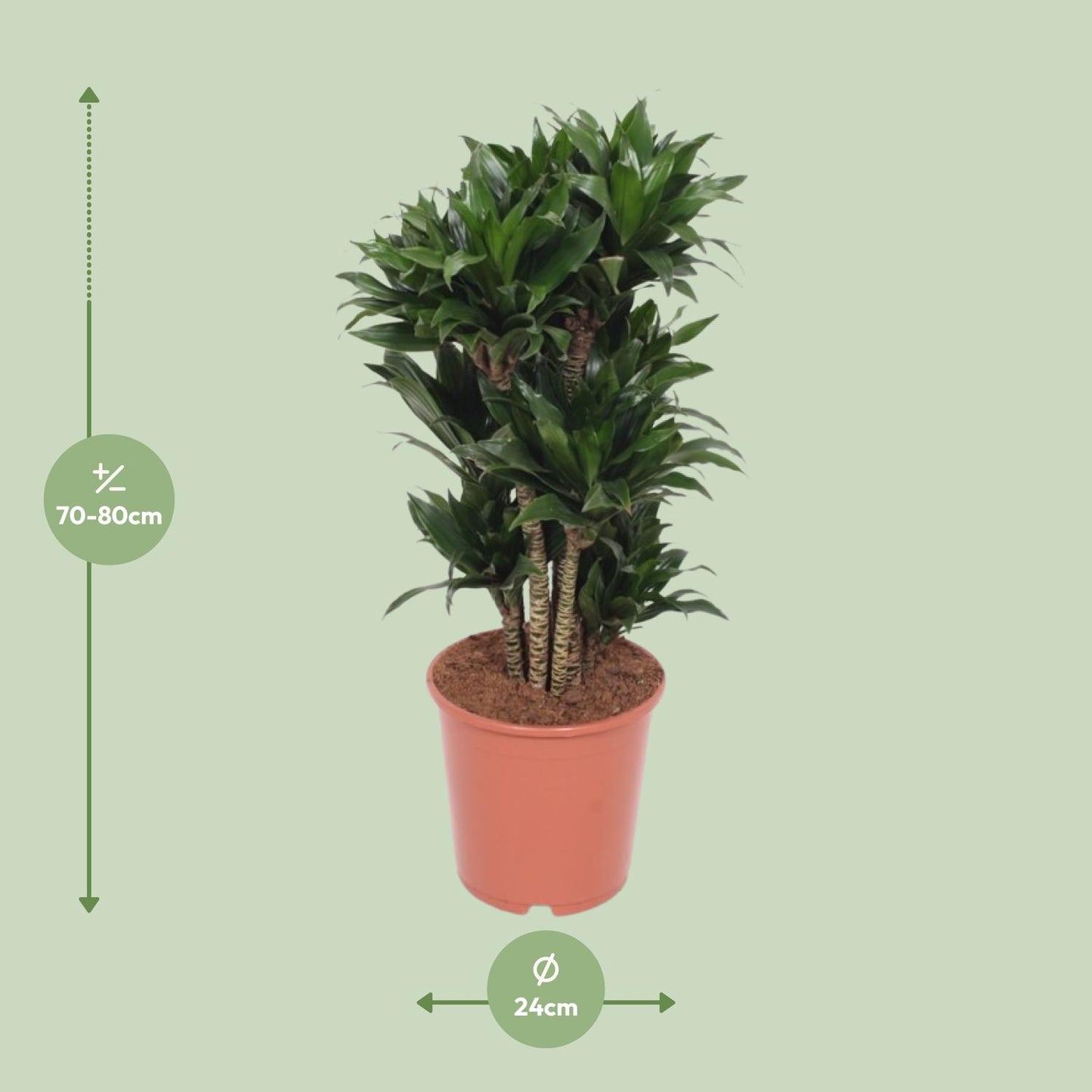 Dracaena Compacta – Pflegeleichter Drachenbaum Ø24cm