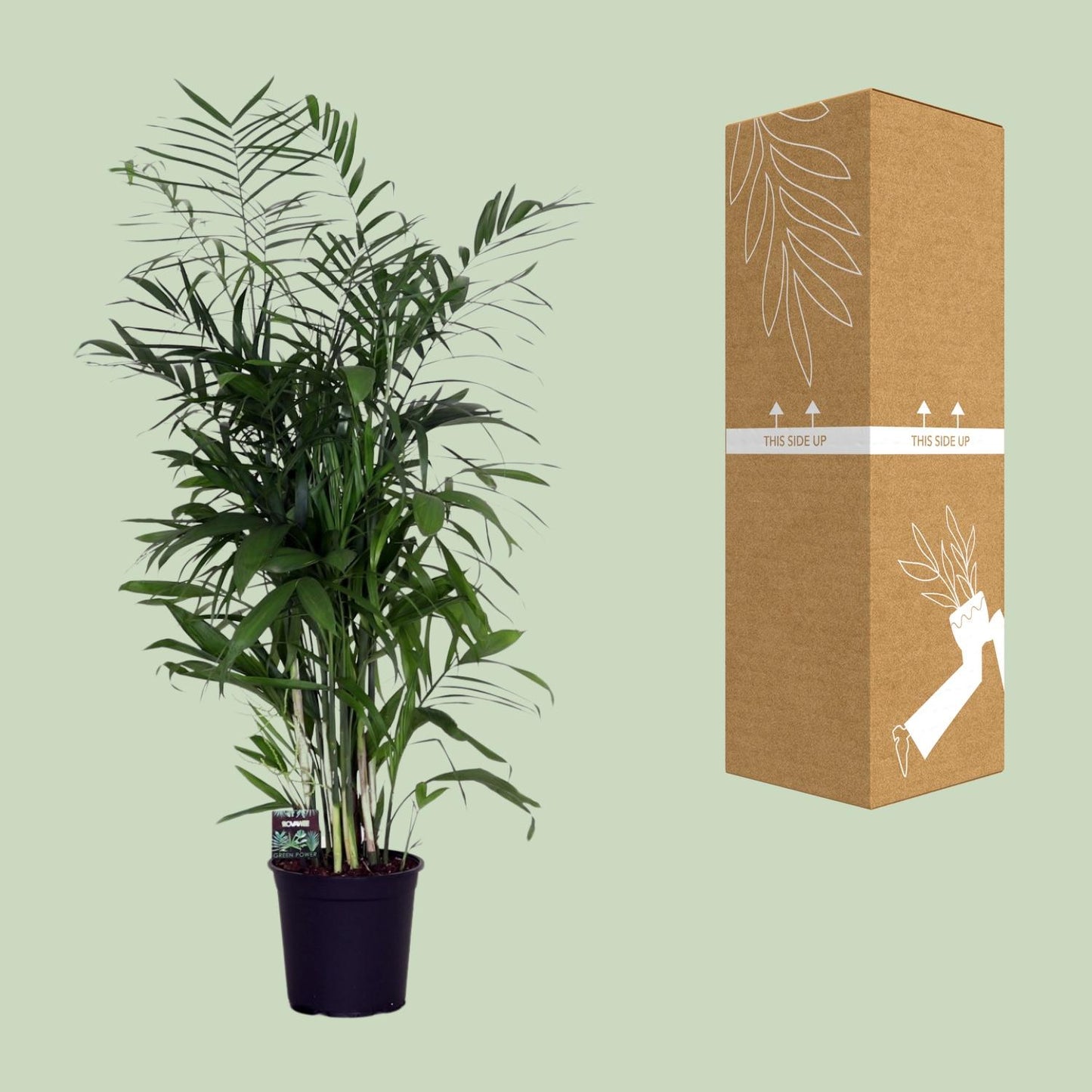 Chamaedorea Seifrizii – Zwerg-Bergpalme Ø24cm, ca. 140cm hoch