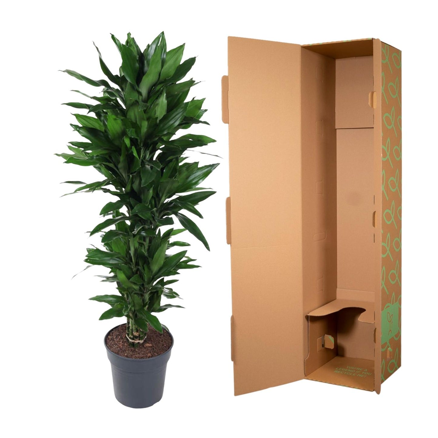 Dracaena Janet Lind vertakt – pflegeleichte Zimmerpflanze 120 cm