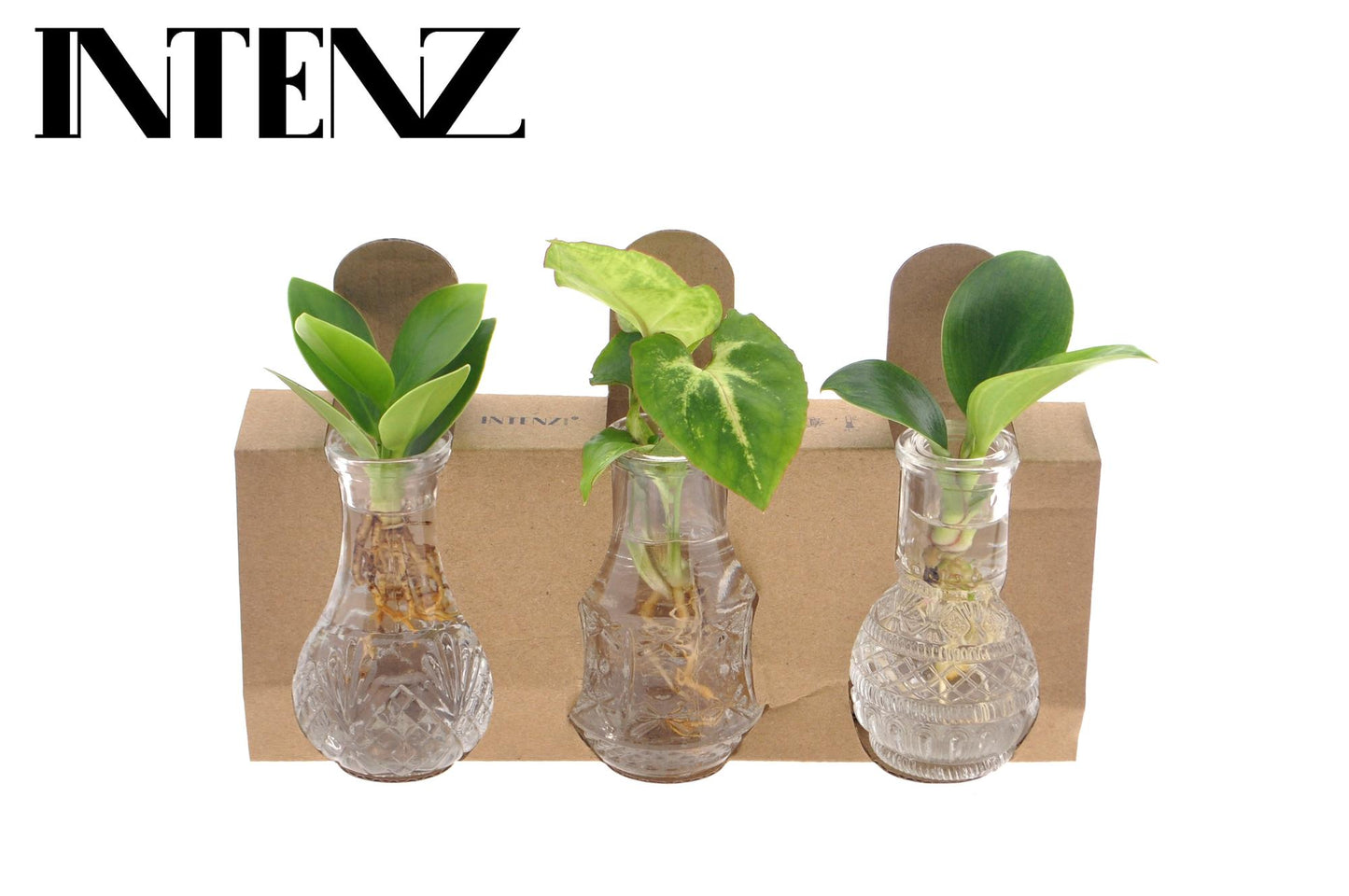 Zimmerpflanzen Mix im Berlin Glas – Ø 7–10 cm