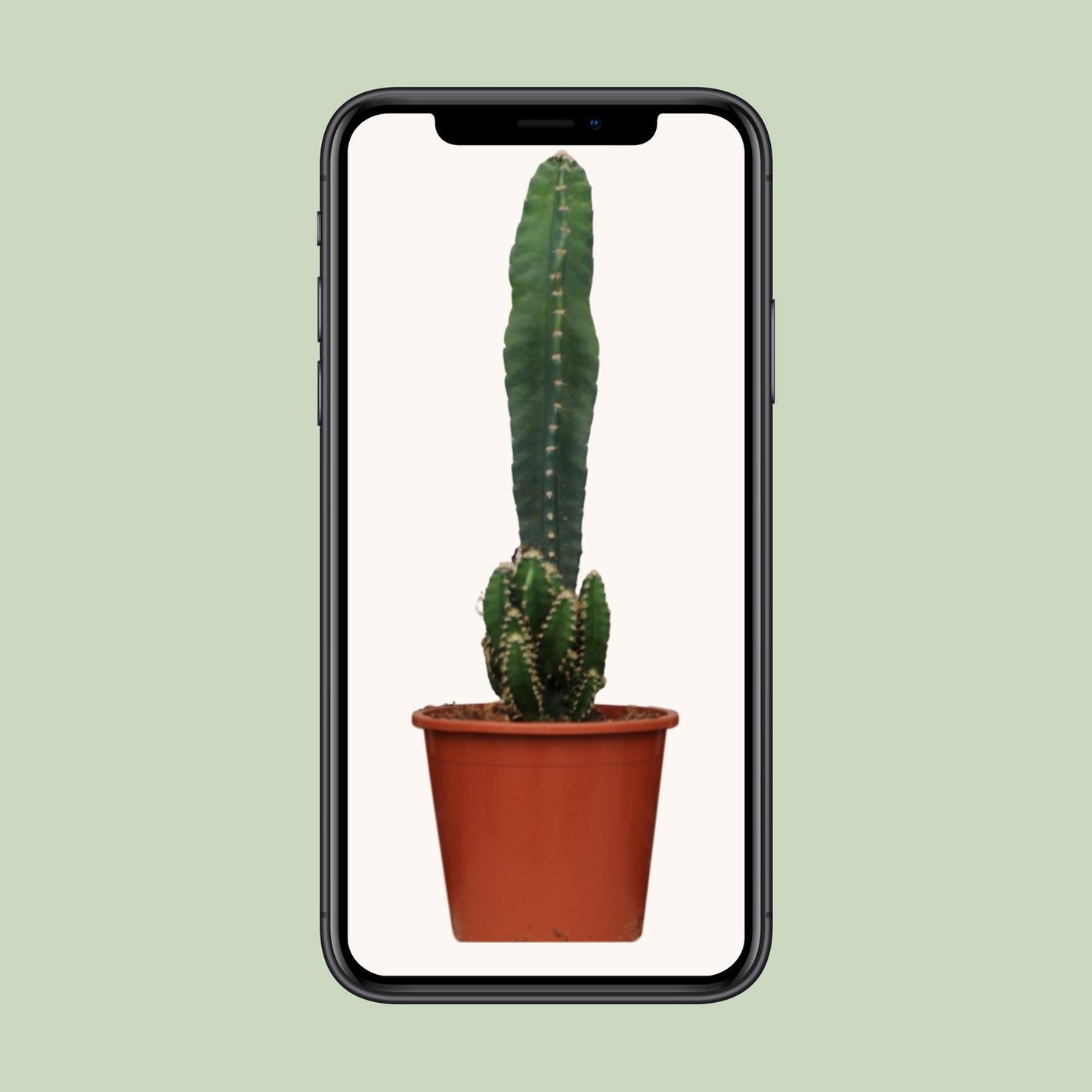 Cereus Peruvianus Florida – Pflegeleichter Wüstenkaktus Ø17cm