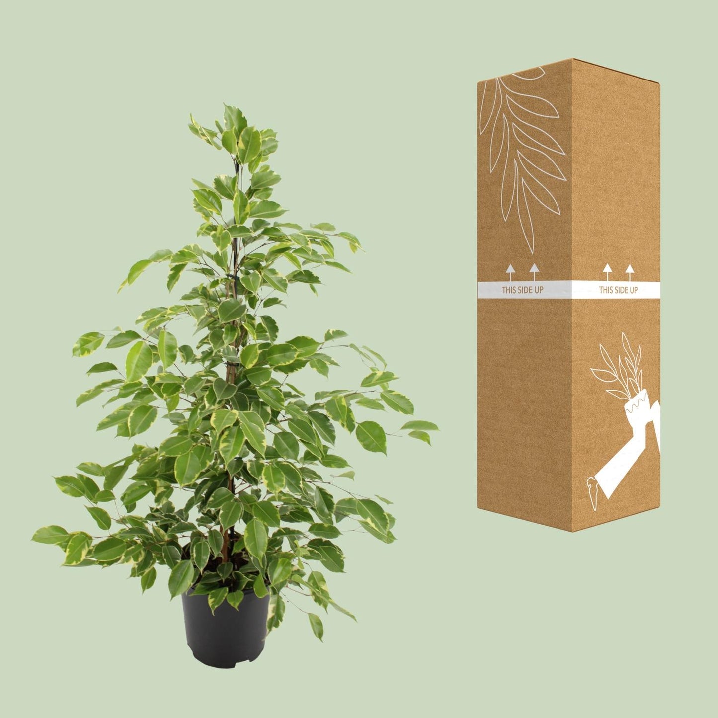 Ficus benjamina Goldenking – Pflegeleichte Zimmerpflanze Ø21cm