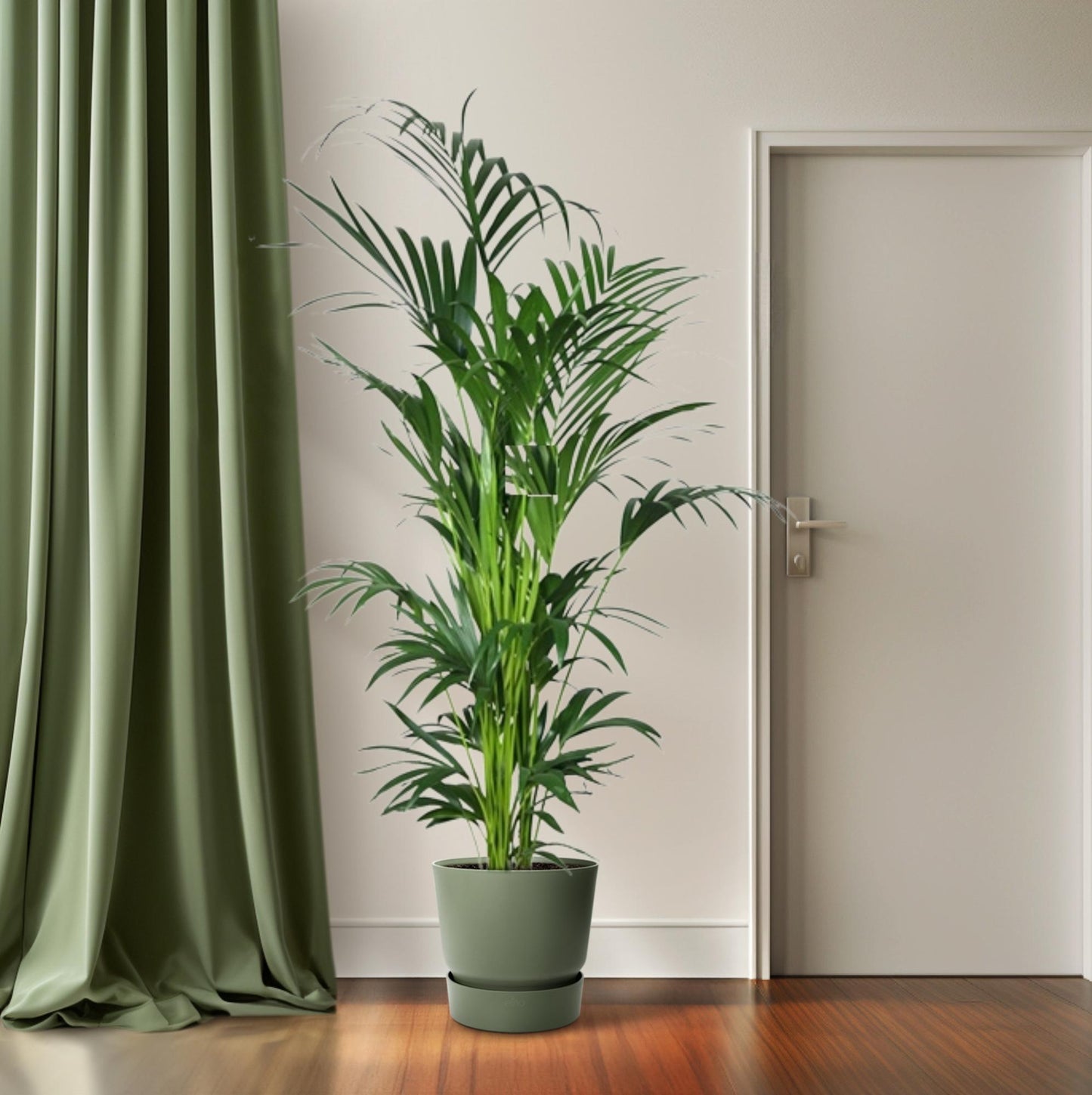 Kentia Palme – 200 cm hohe pflegeleichte Zimmerpflanze