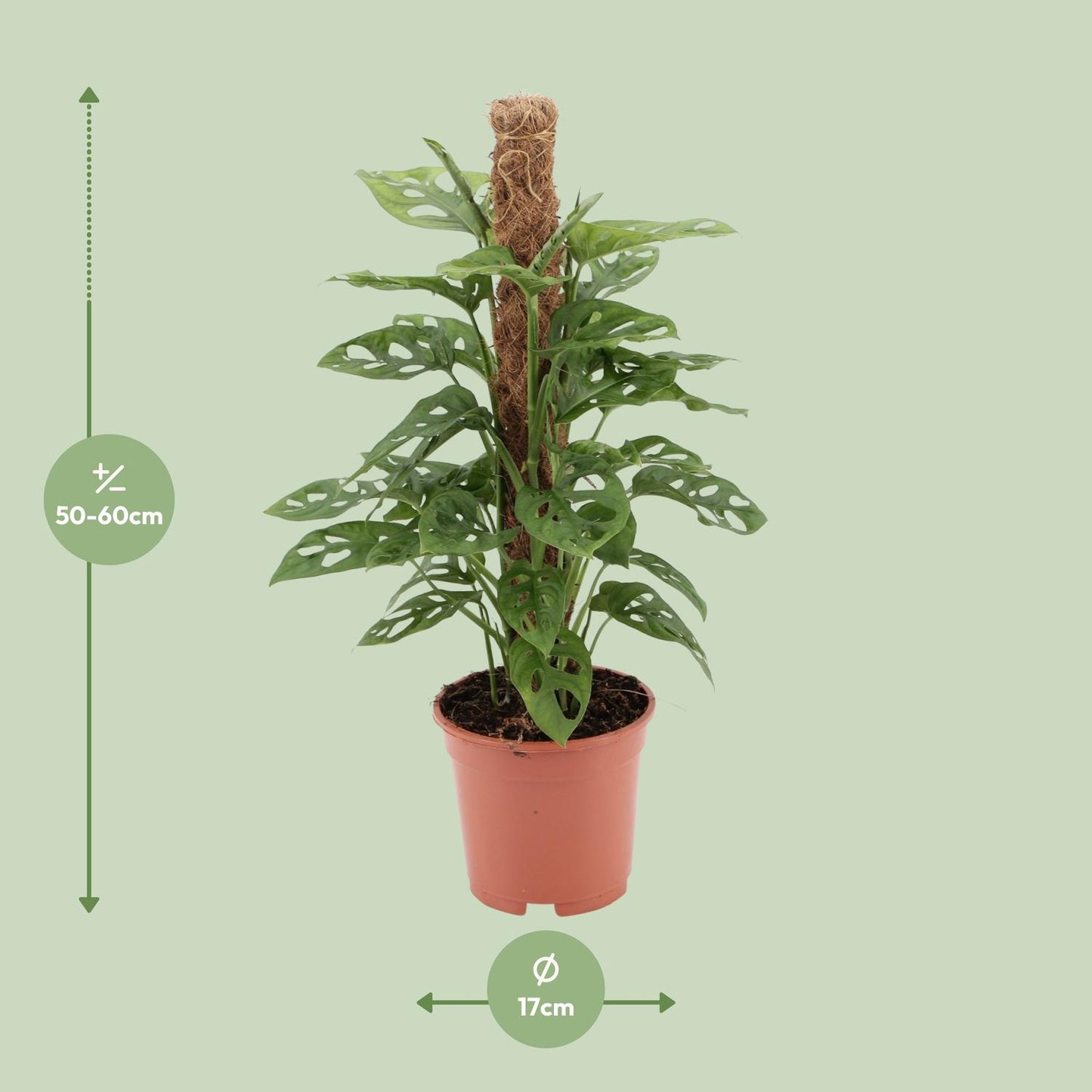 Monstera Monkey – Pflegeleichte Zimmerpflanze Ø17cm