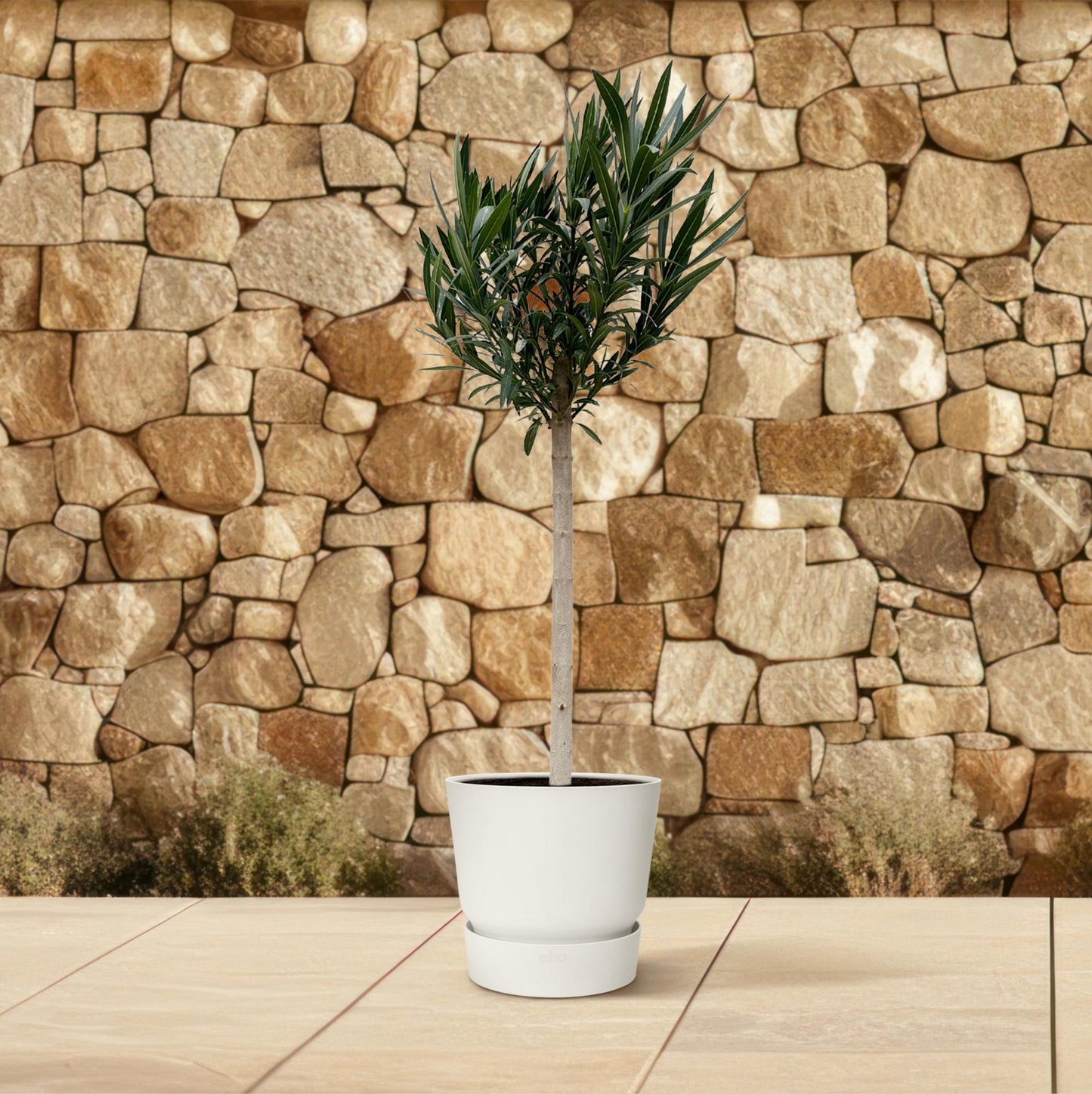 Nerium Oleander Stamm mit roten Blüten – 170 cm – Ø30 cm