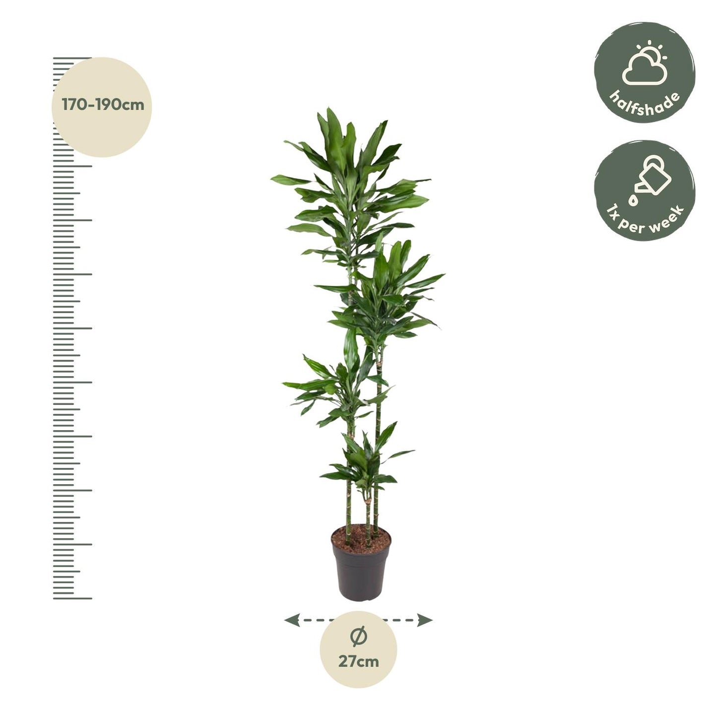 Dracaena Janet Lind – Pflegeleichte Zimmerpflanze 180 cm
