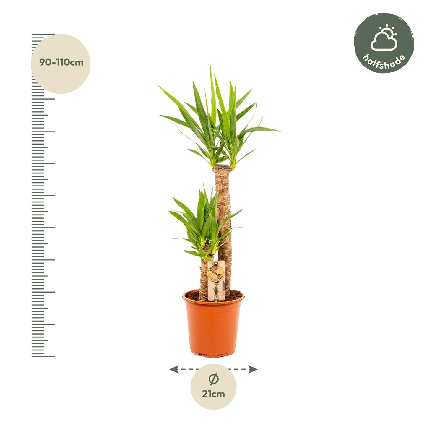 Yucca - Ø21 cm Topf - ca. 100 cm Höhe