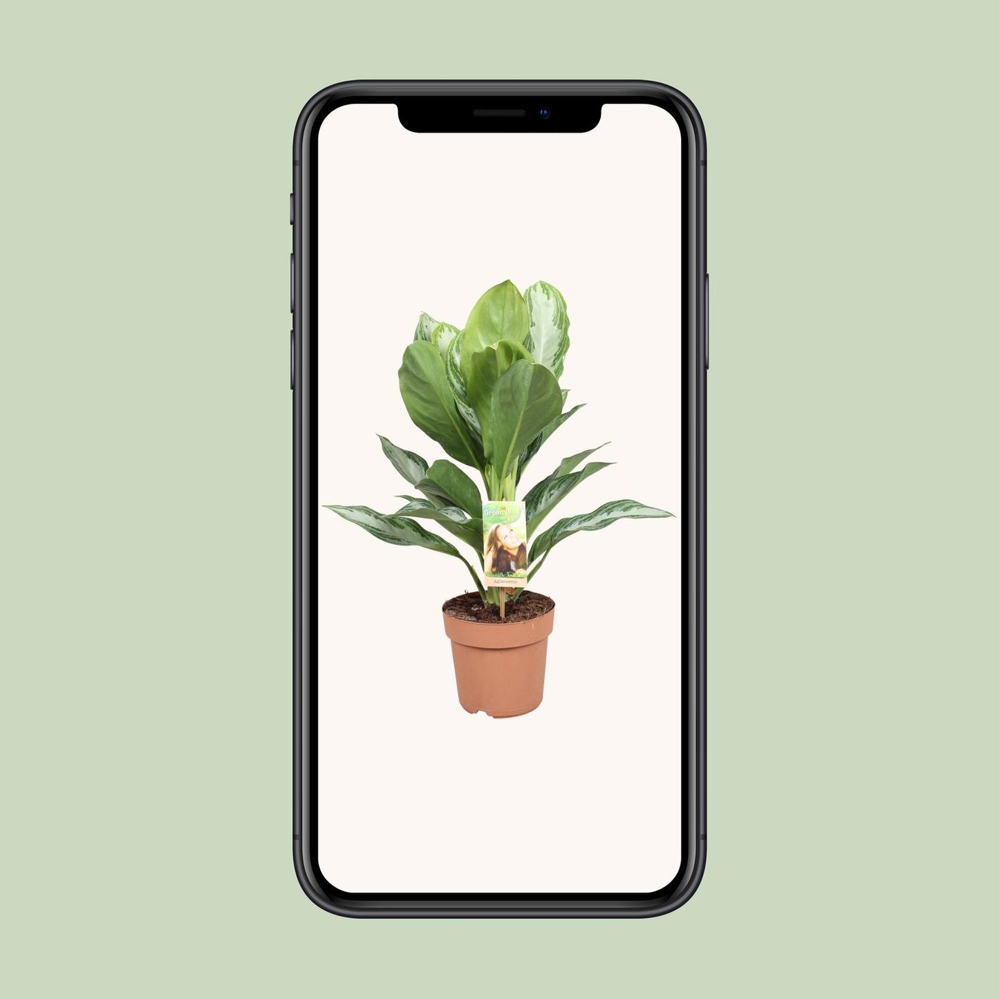 Aglaonema Silver Bay – Pflegeleichtes Chinesisches Immergrün Ø17cm