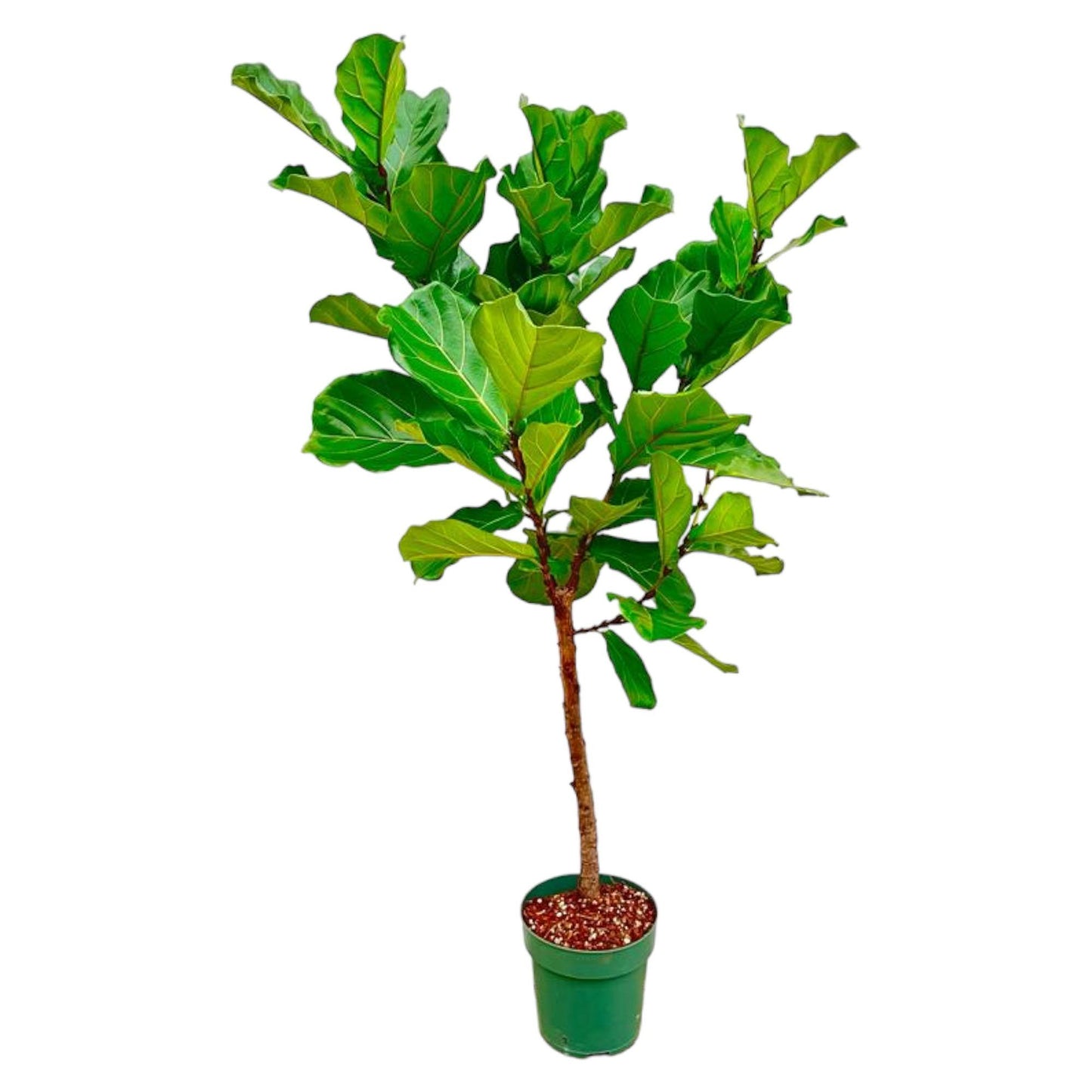 Ficus Lyrata Stamm – 170 cm – Pflegeleichte Zimmerpflanze